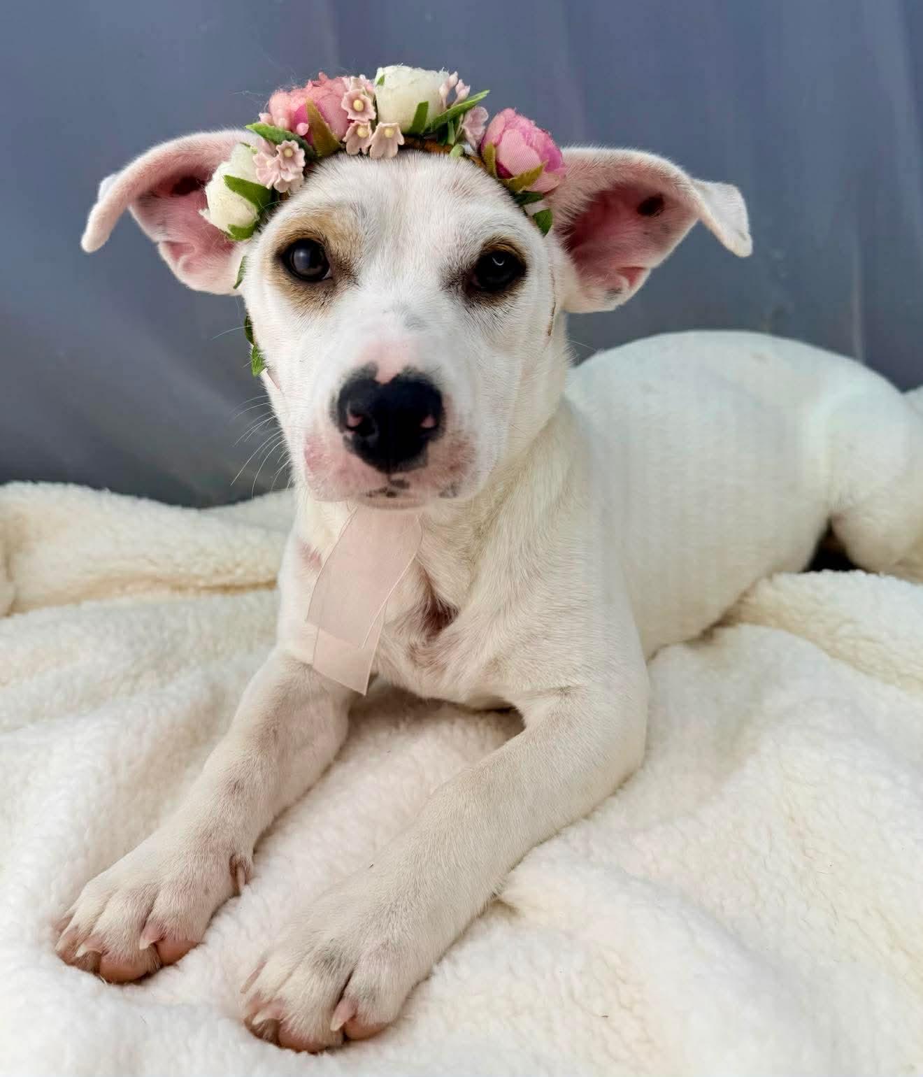 Enlarge Marina, a Adoptable mixed breed in Southfield , MI image 3/6