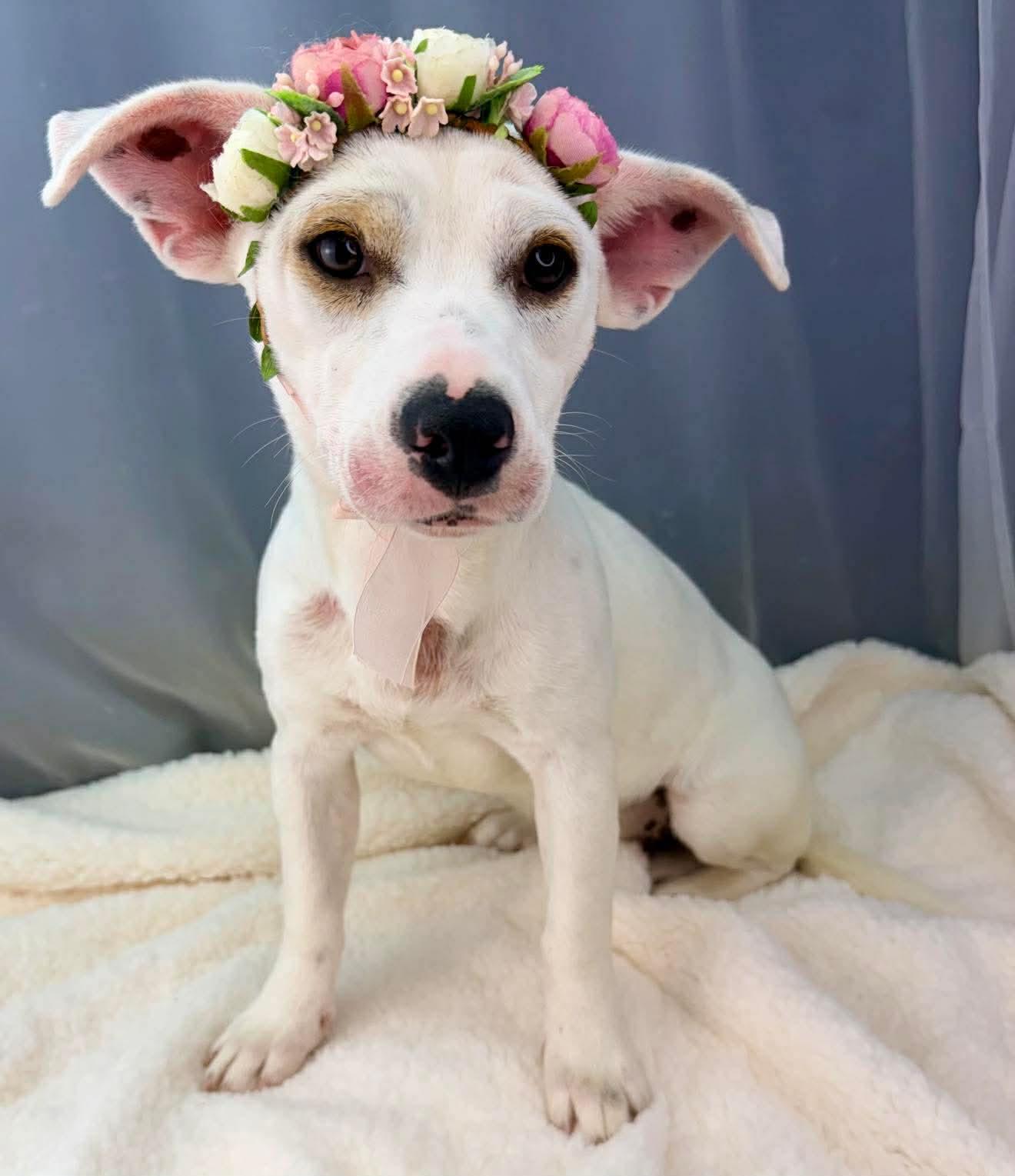 Enlarge Marina, a Adoptable mixed breed in Southfield , MI image 2/6