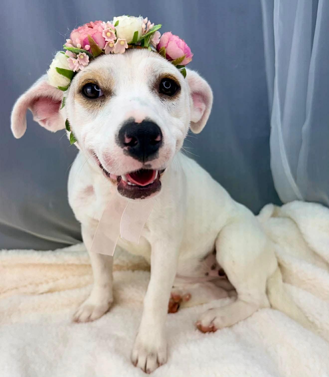 Marina, Adoptable, Young Female Dachshund & Labrador Retriever.