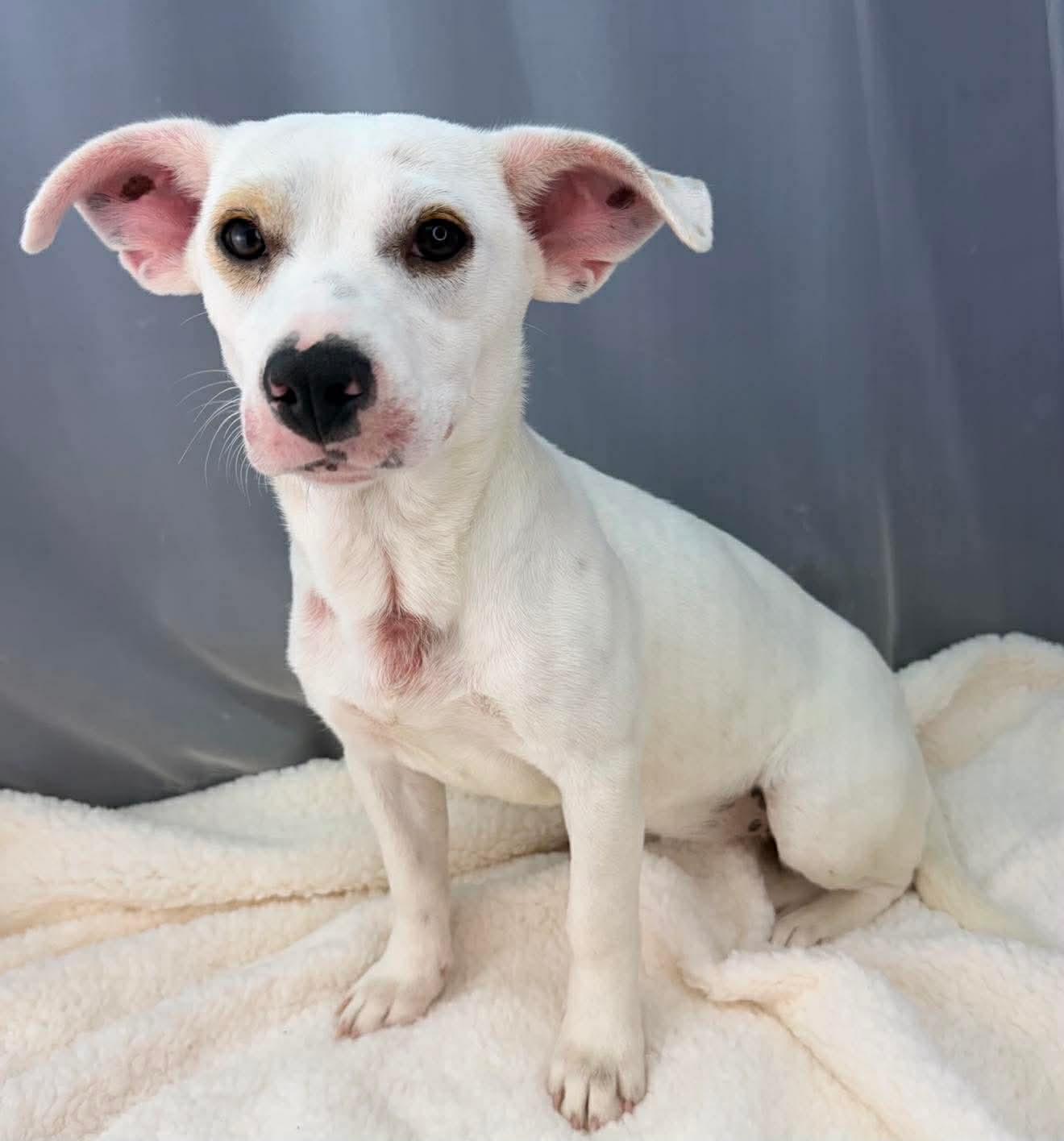 Enlarge Marina, a Adoptable mixed breed in Southfield , MI image 6/6