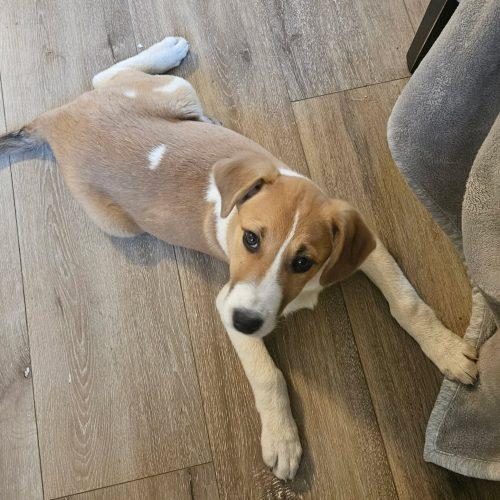 Peanut, Adoptable, Young Female Cattle Dog & Mixed Breed.