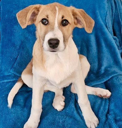 Enlarge Peanut, a Adoptable mixed breed in Leesburg, AL image 2/5