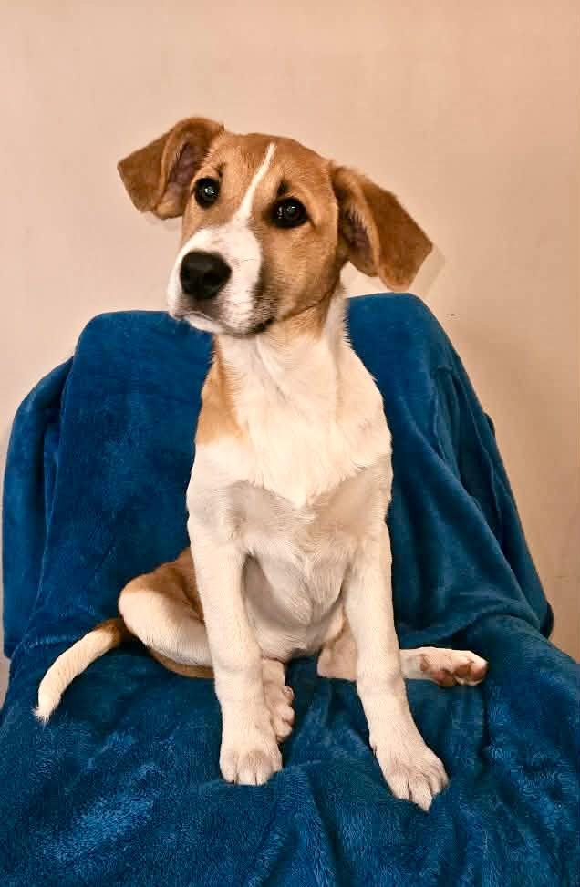 Enlarge Peanut, a Adoptable mixed breed in Leesburg, AL image 3/5