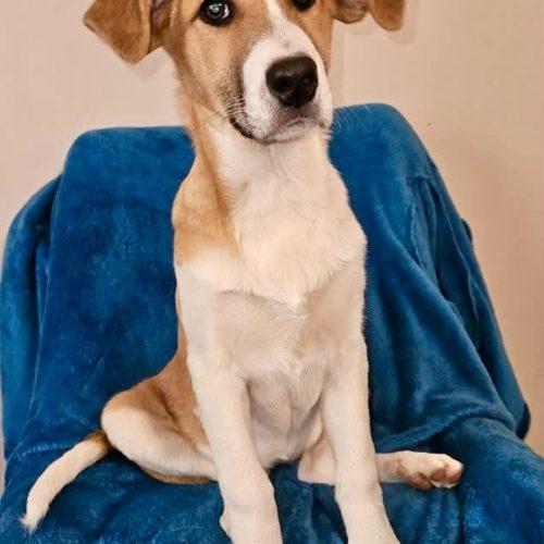Enlarge Peanut, a Adoptable mixed breed in Leesburg, AL image 4/5