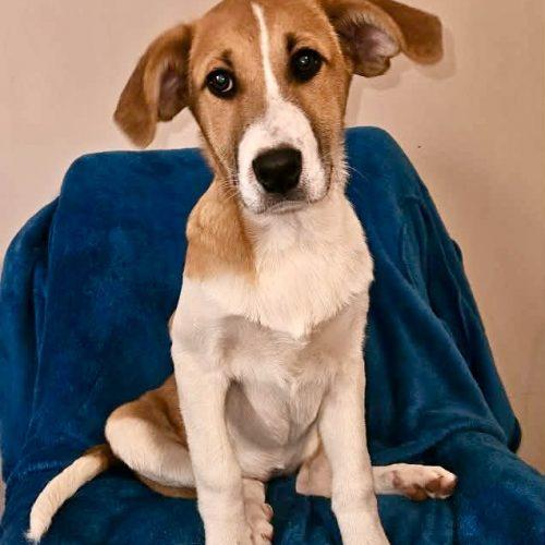 Enlarge Peanut, a Adoptable mixed breed in Leesburg, AL image 5/5