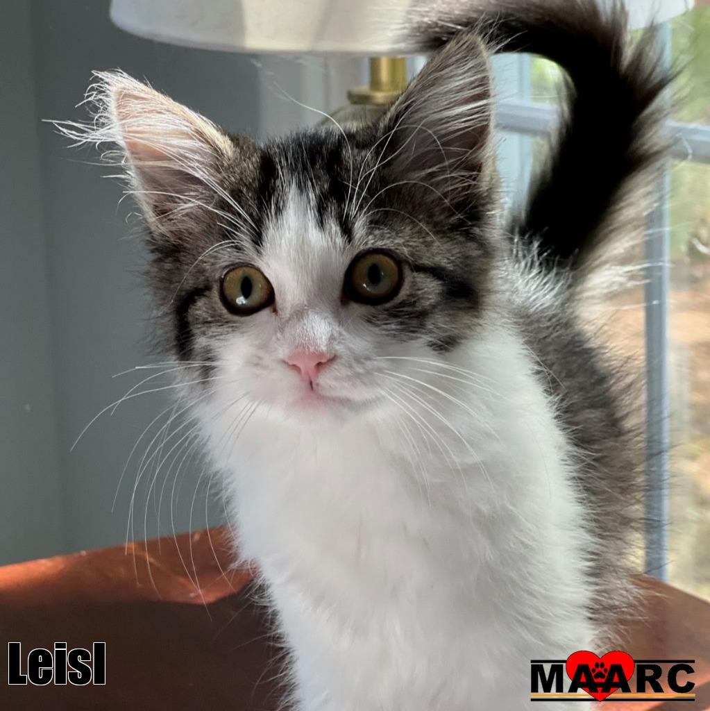 Leisl, Adoptable, Kitten Female Domestic Short Hair.