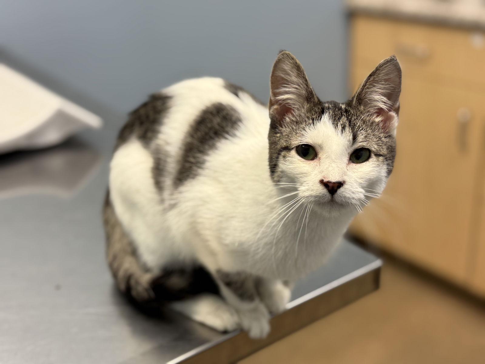 Enlarge Tutu, a Adoptable Tabby in Fenton, MO image 1/2