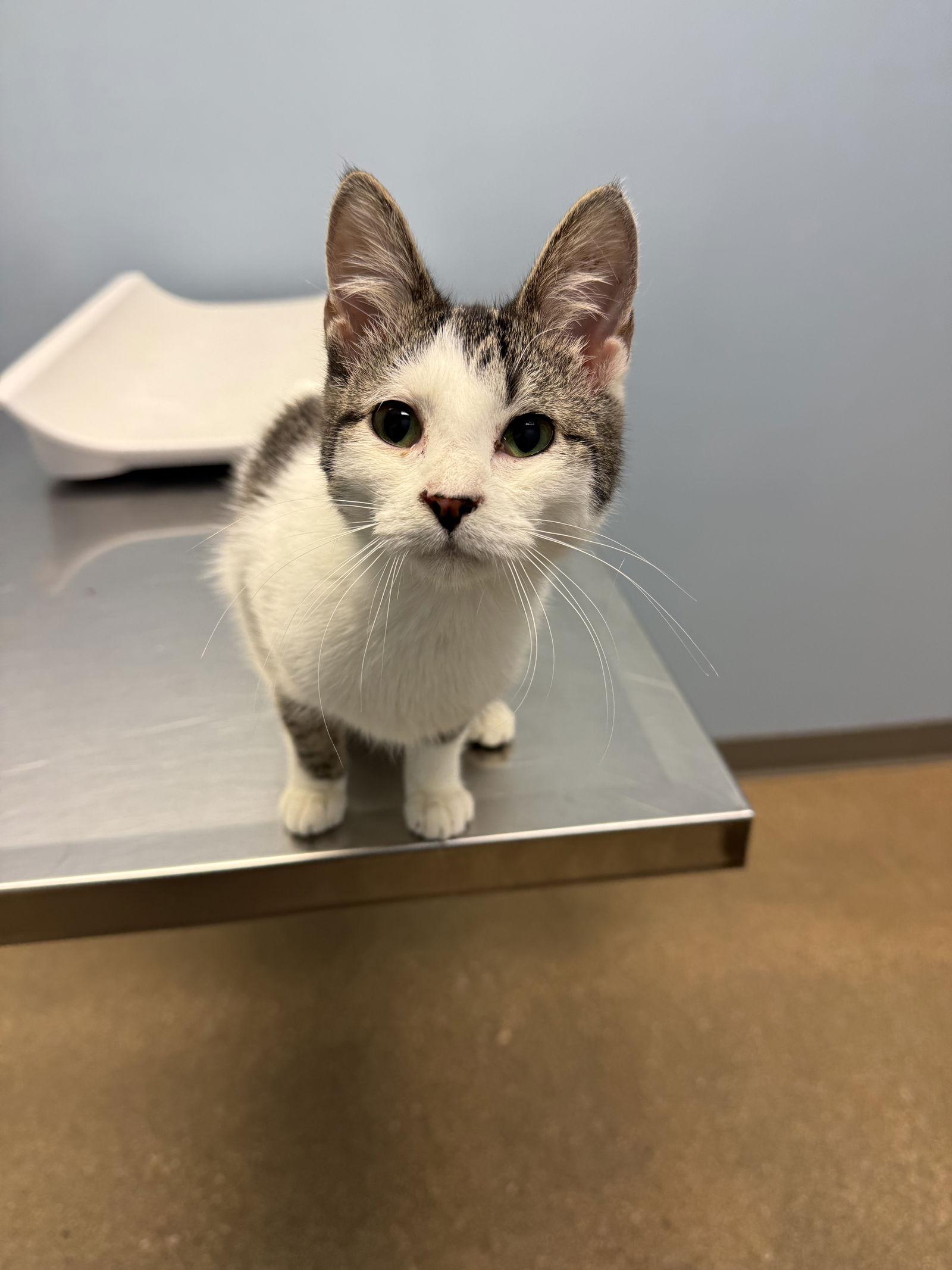 Enlarge Tutu, a Adoptable Tabby in Fenton, MO image 2/2