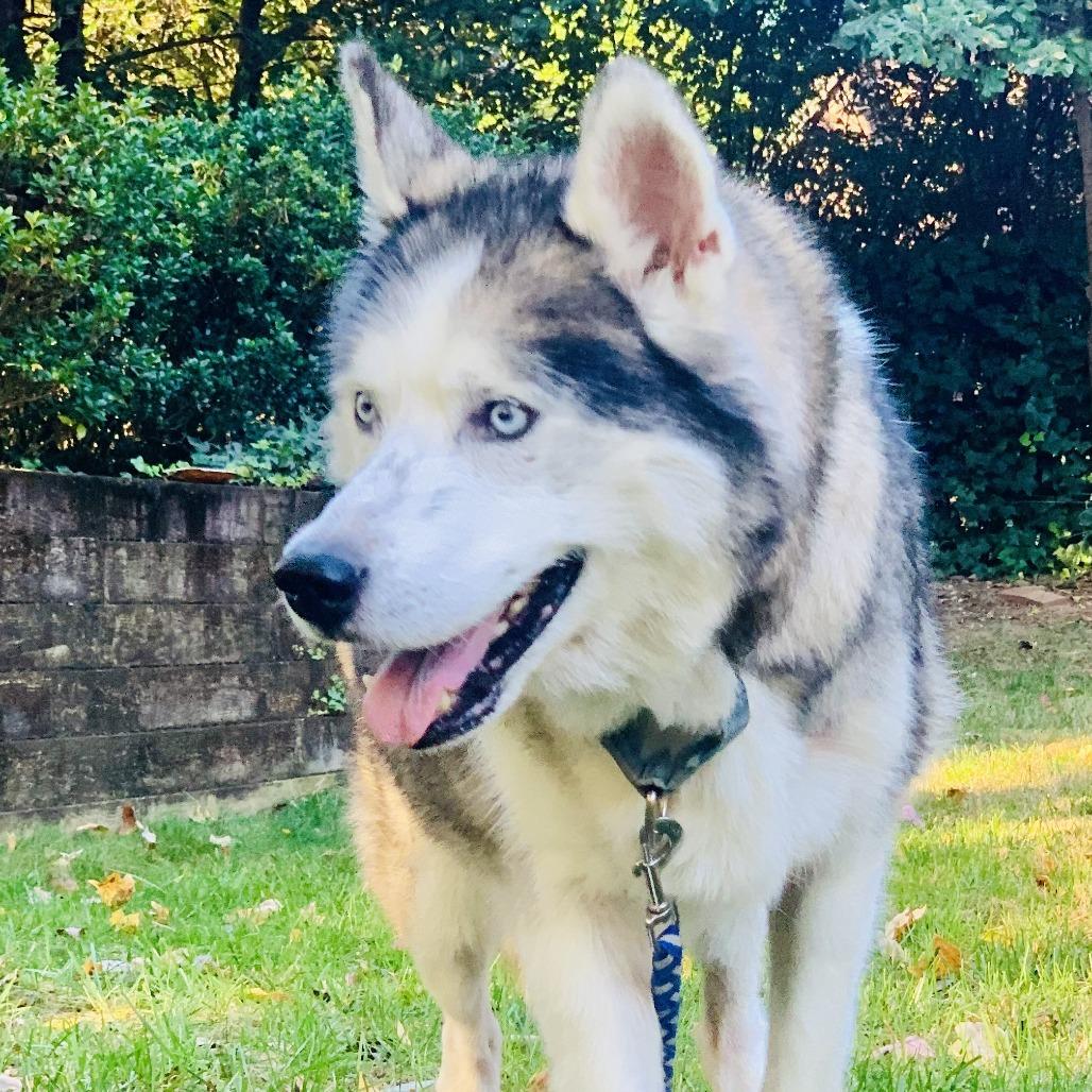 Enlarge Bodie, a Adoptable mixed breed in Raleigh, NC image 1/5