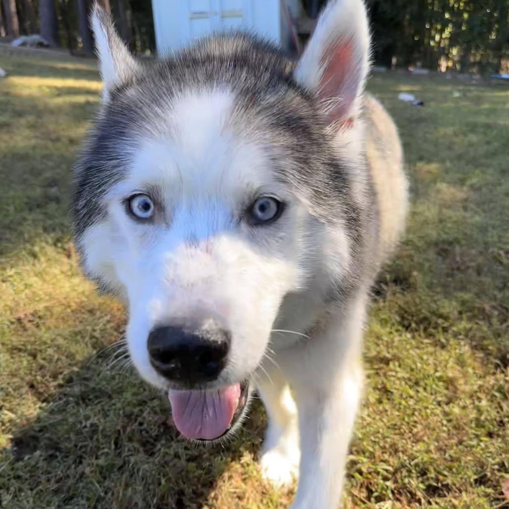 Enlarge Bodie, a Adoptable mixed breed in Raleigh, NC image 3/5