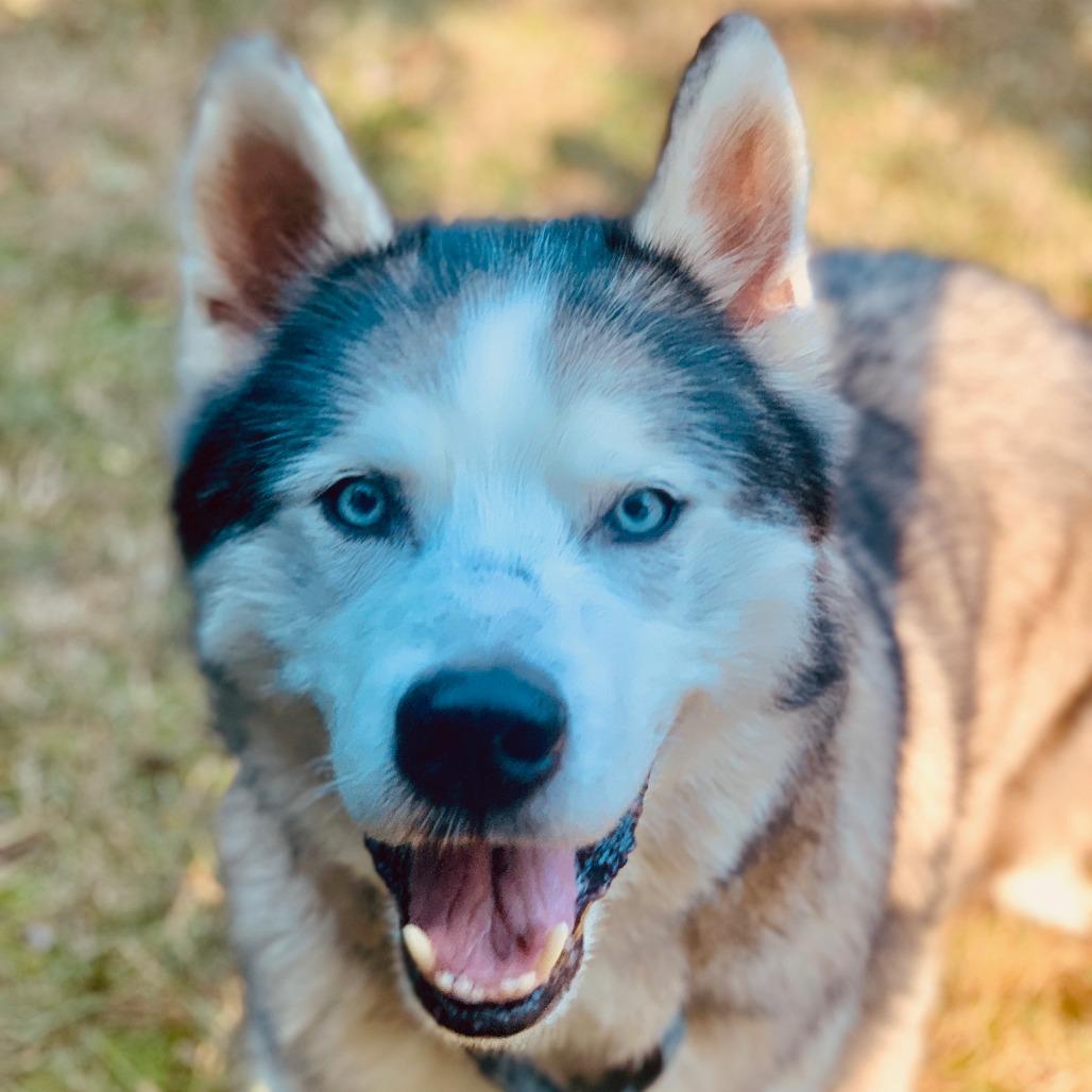 Enlarge Bodie, a Adoptable mixed breed in Raleigh, NC image 5/5