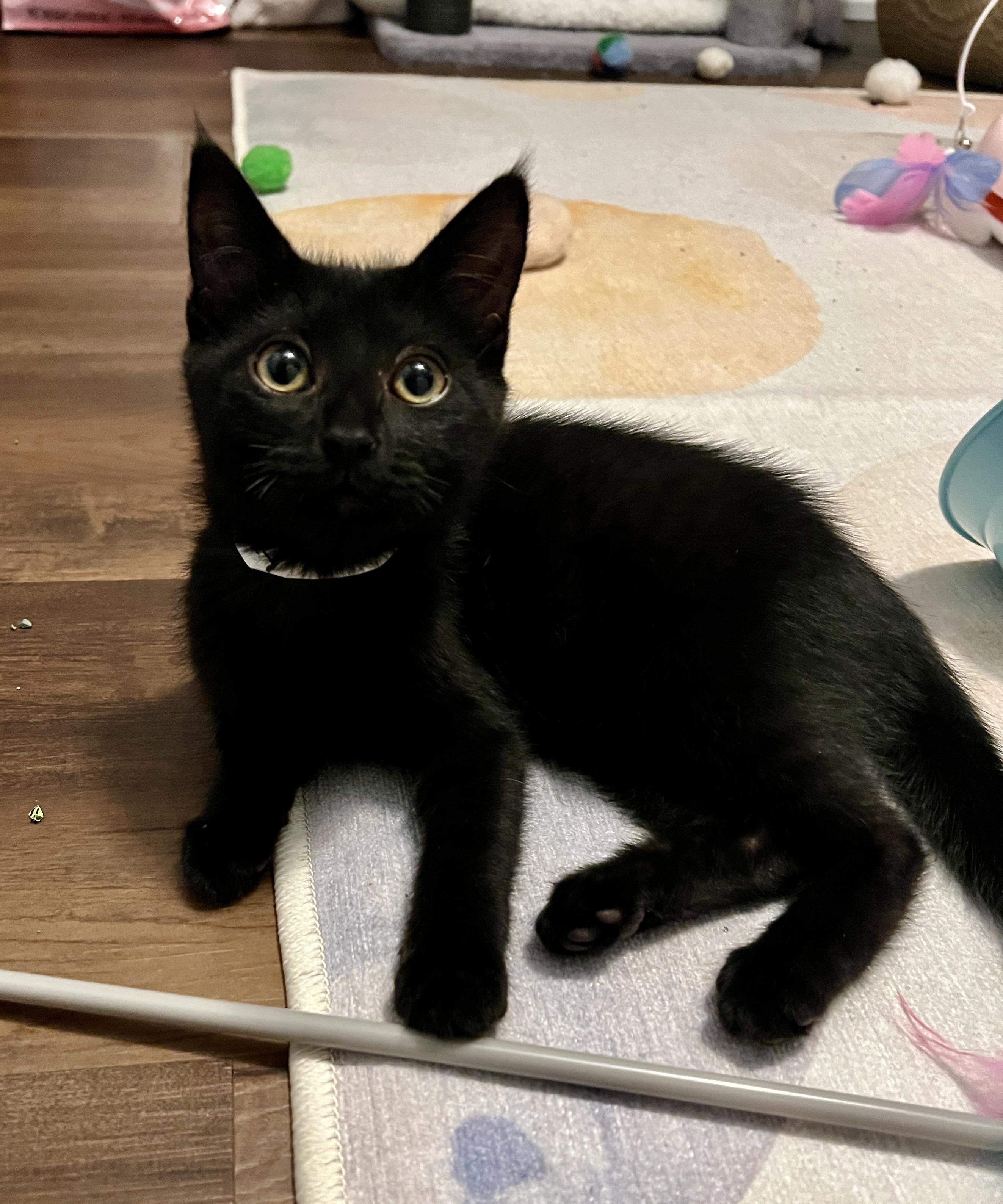 Jenny, ADOPTABLE, Young Female Domestic Short Hair.