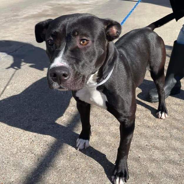 Enlarge Michelle, a Adoptable mixed breed in Grand Rapids, MI image 2/4