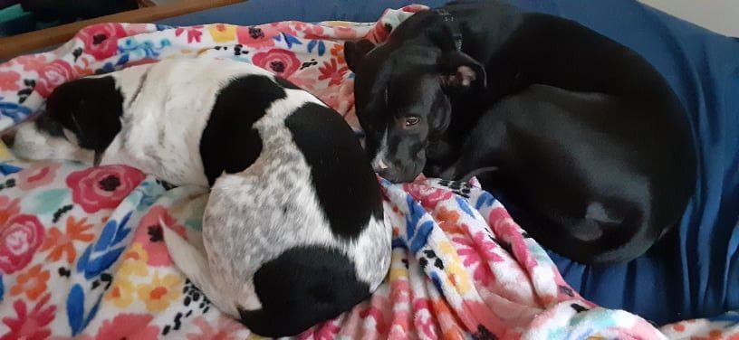 Enlarge Michelle, a Adoptable mixed breed in Grand Rapids, MI image 4/4