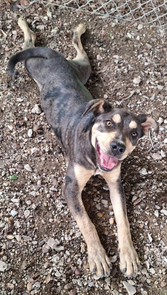 Enlarge Scarlett O'Hara, a Adoptable mixed breed in Lockhart, TX image 1/4