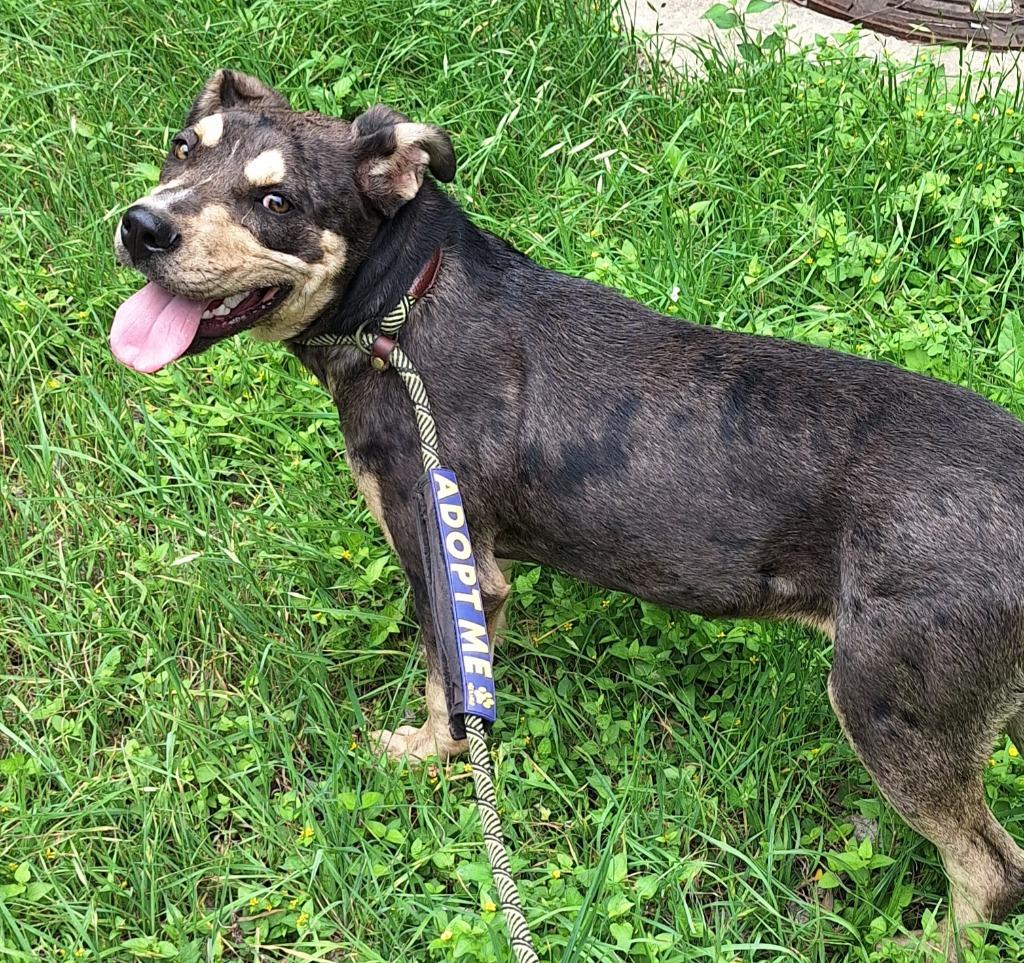 Enlarge Scarlett O'Hara, a Adoptable mixed breed in Lockhart, TX image 2/4