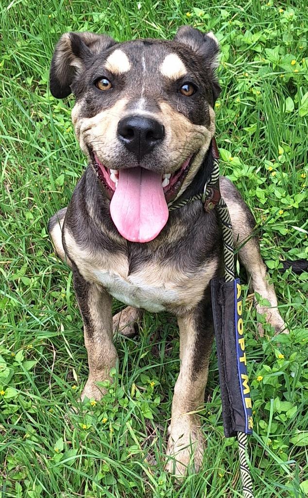 Enlarge Scarlett O'Hara, a Adoptable mixed breed in Lockhart, TX image 3/4