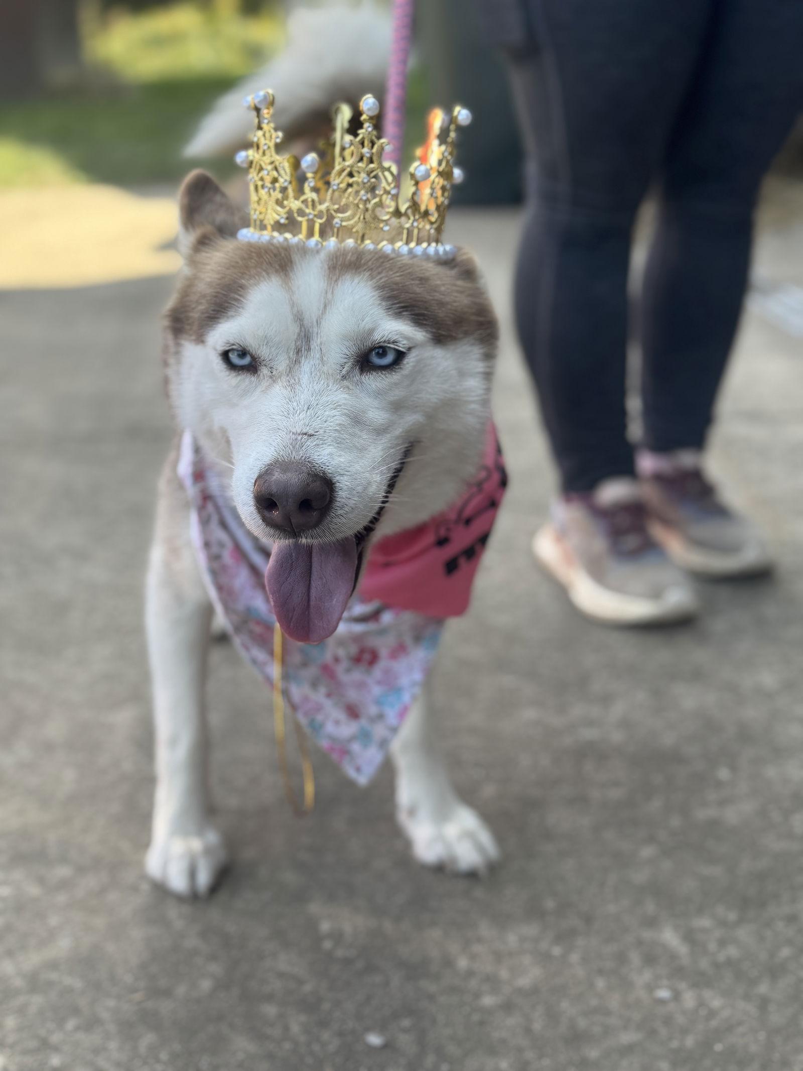 Enlarge Jasmine, a Adoptable Husky in New Martinsville, WV image 2/3
