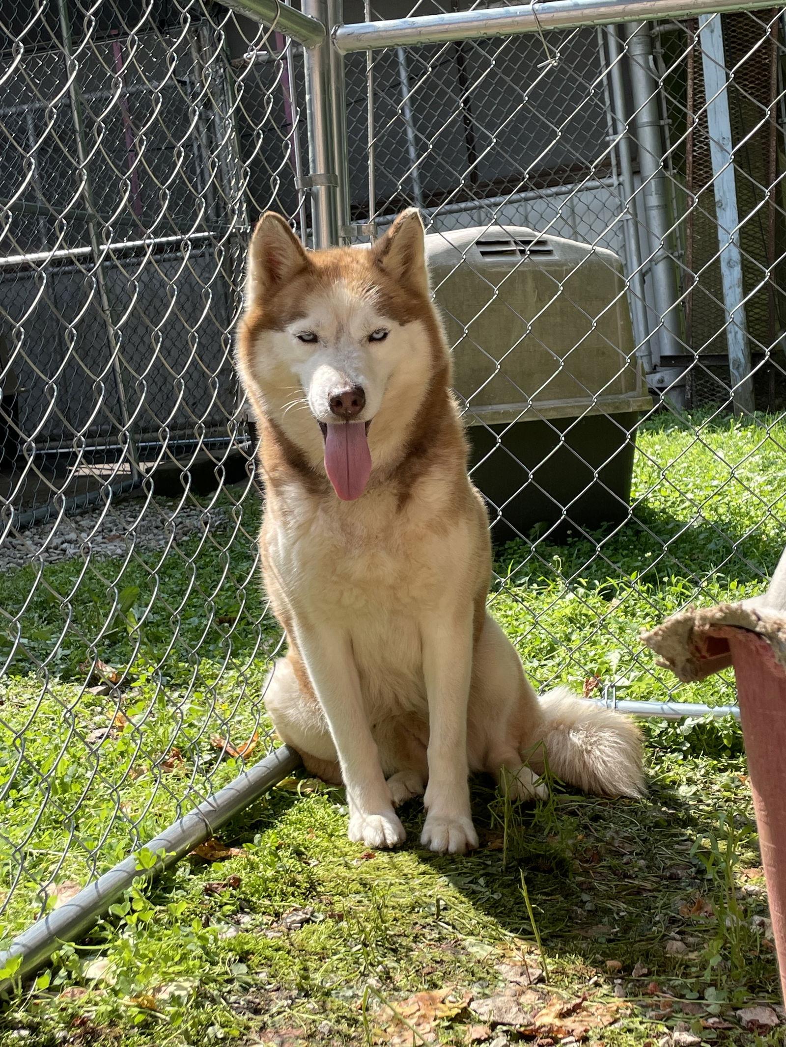 Enlarge Jasmine, a Adoptable Husky in New Martinsville, WV image 3/3