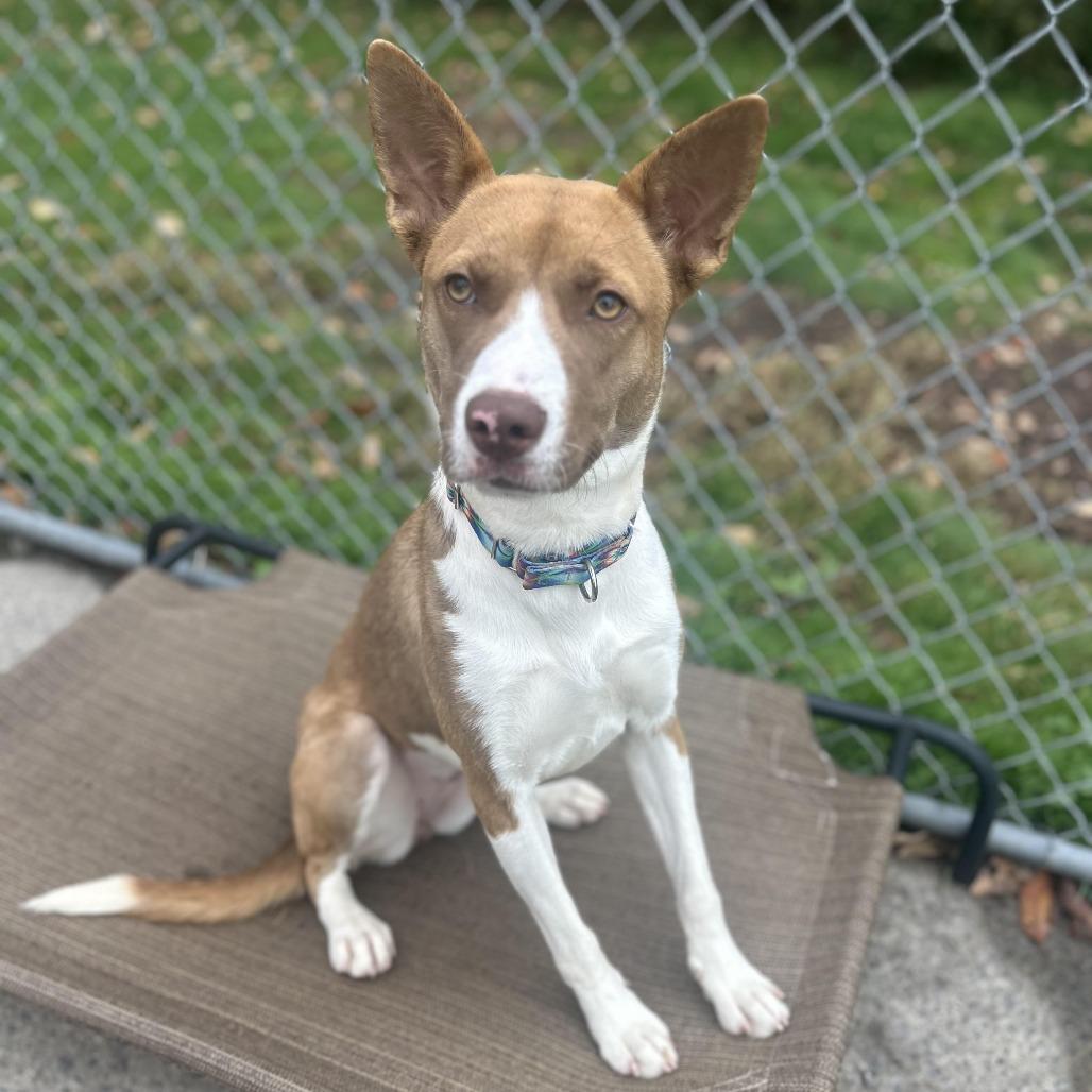 Mimosa 126, a Adoptable mixed breed in Canastota, NY image 1/6