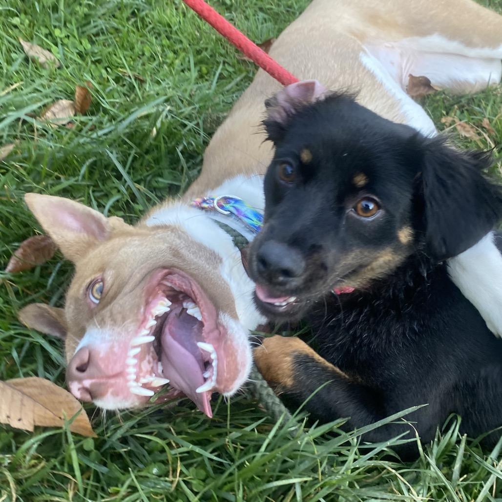 Mimosa 126, a Adoptable mixed breed in Canastota, NY image 2/6