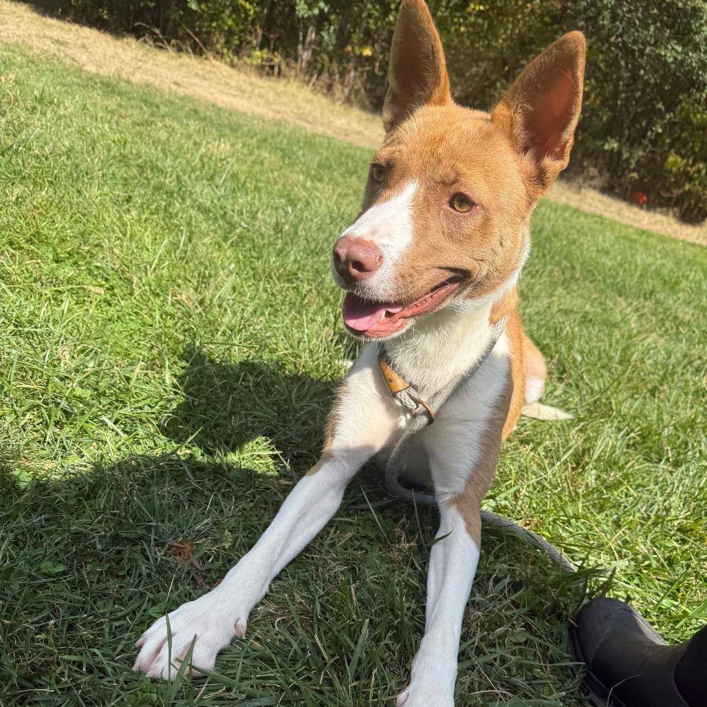 Mimosa 126, a Adoptable mixed breed in Canastota, NY image 3/6