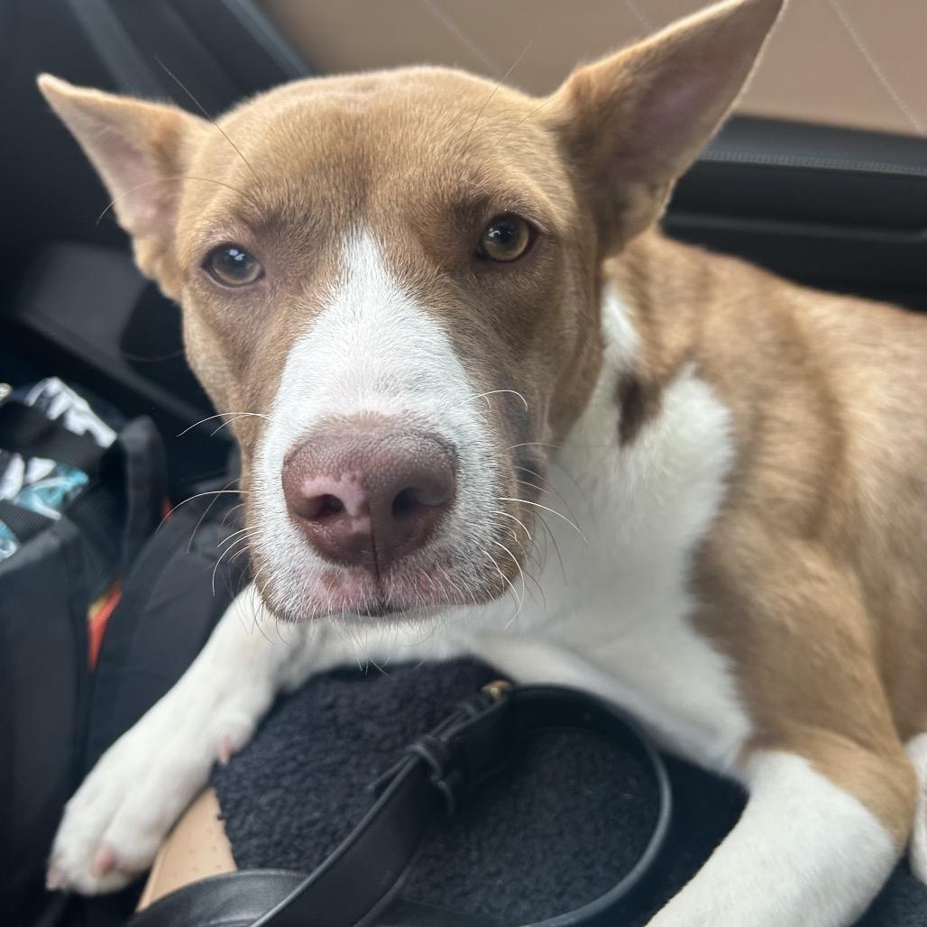 Mimosa 126, a Adoptable mixed breed in Canastota, NY image 4/6