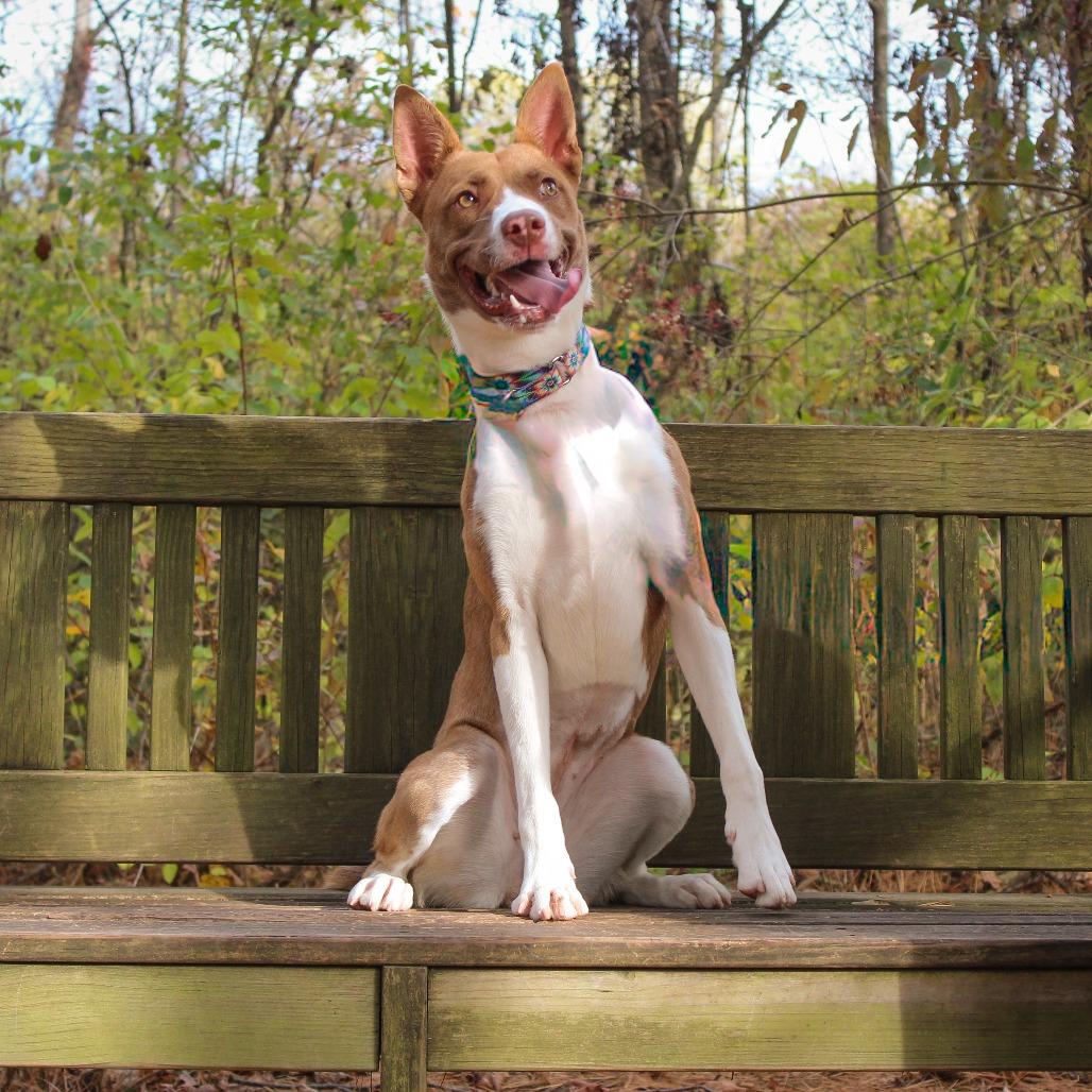 Mimosa 126, a Adoptable mixed breed in Canastota, NY image 5/6