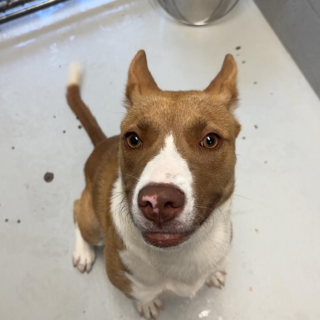 Mimosa 126, a Adoptable mixed breed in Canastota, NY image 6/6