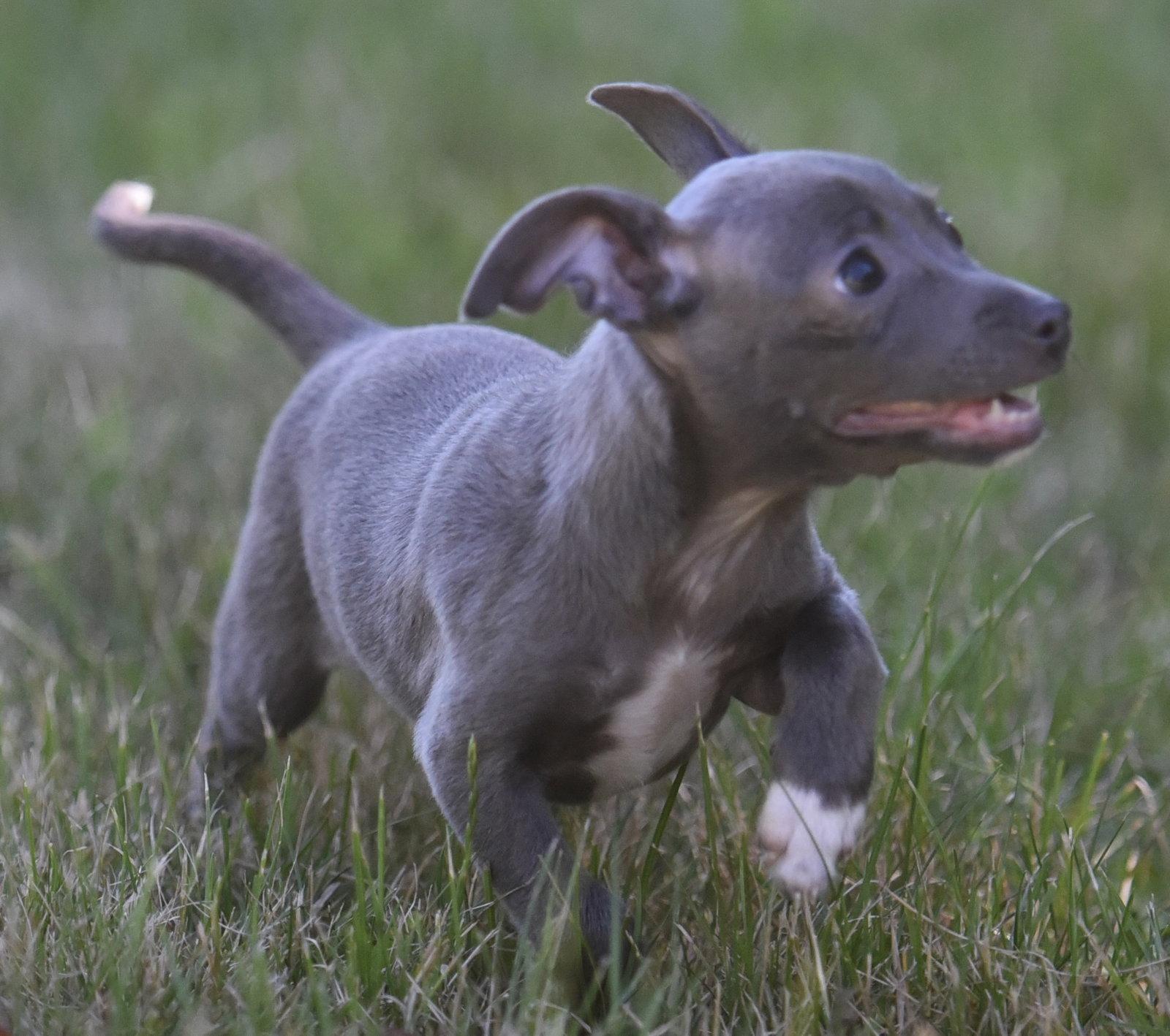 SILVIE, Adoptable, Puppy Female Chihuahua.