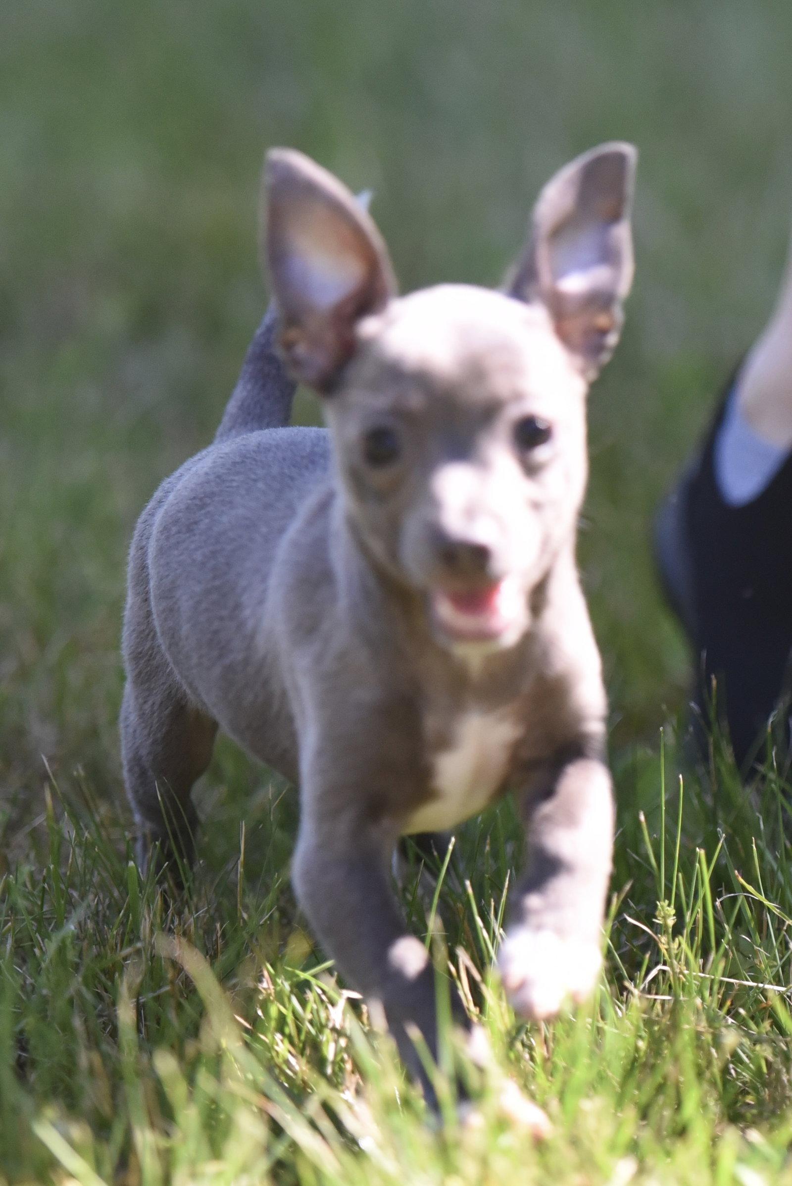Enlarge SILVIE, a Adoptable Chihuahua in Mechanicsburg, PA image 3/3