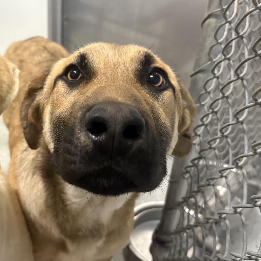 Dijon, Adoptable, Young Male Mixed Breed.