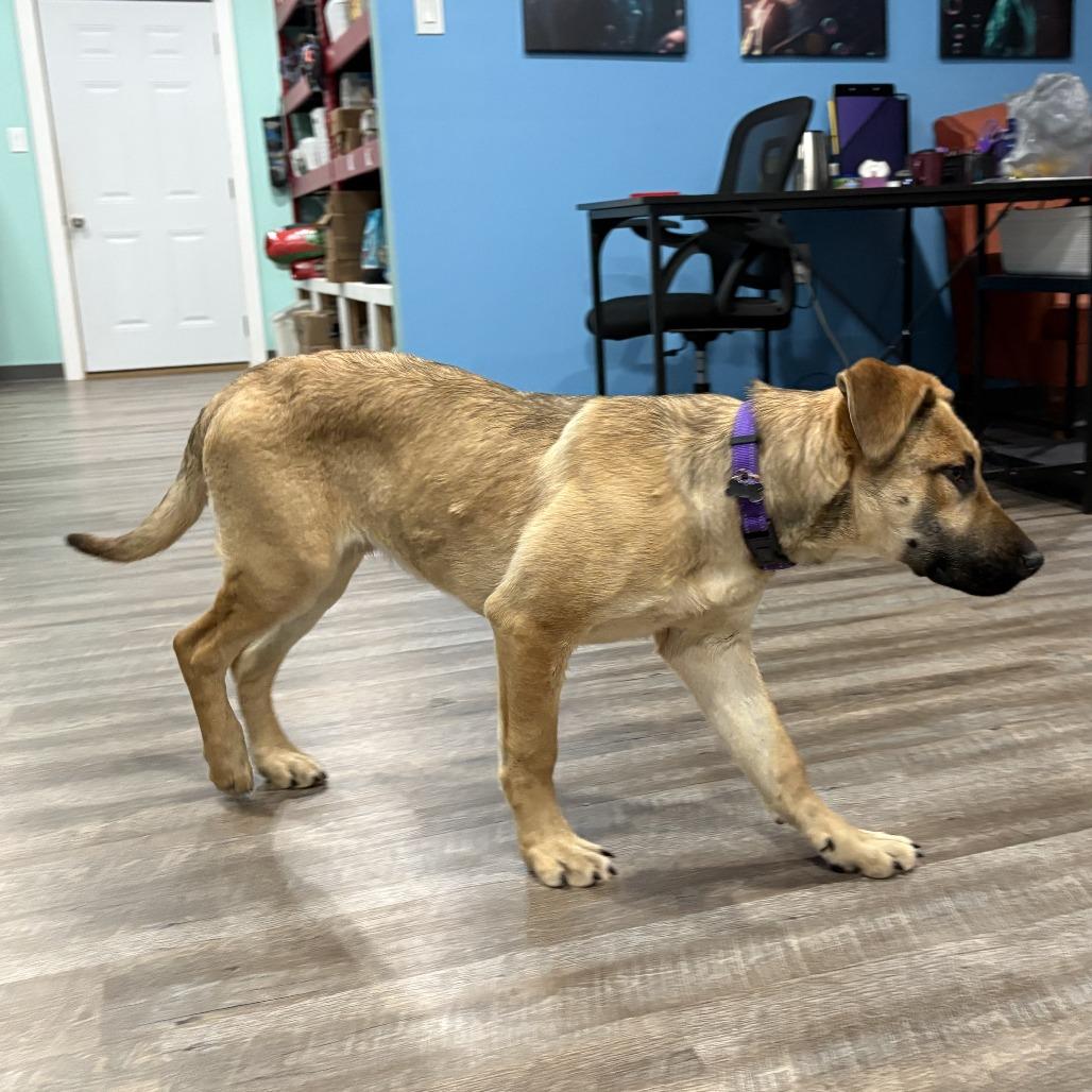 Dijon, Adoptable, Young Male Mixed Breed.