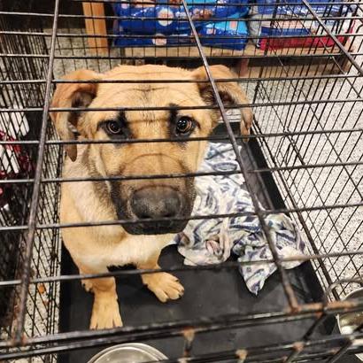 Dijon, a Adoptable Mixed Breed in Marion, VA image 3/6