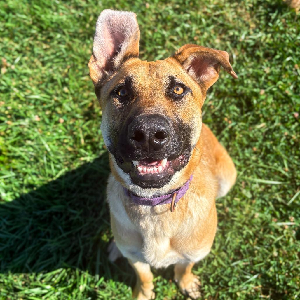 Dijon, a Adoptable Mixed Breed in Marion, VA image 6/6