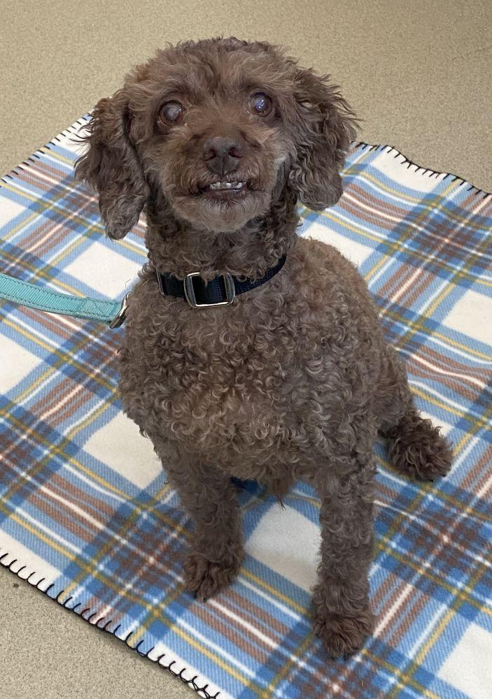 Desty, Adoptable, Senior Male Mixed Breed.