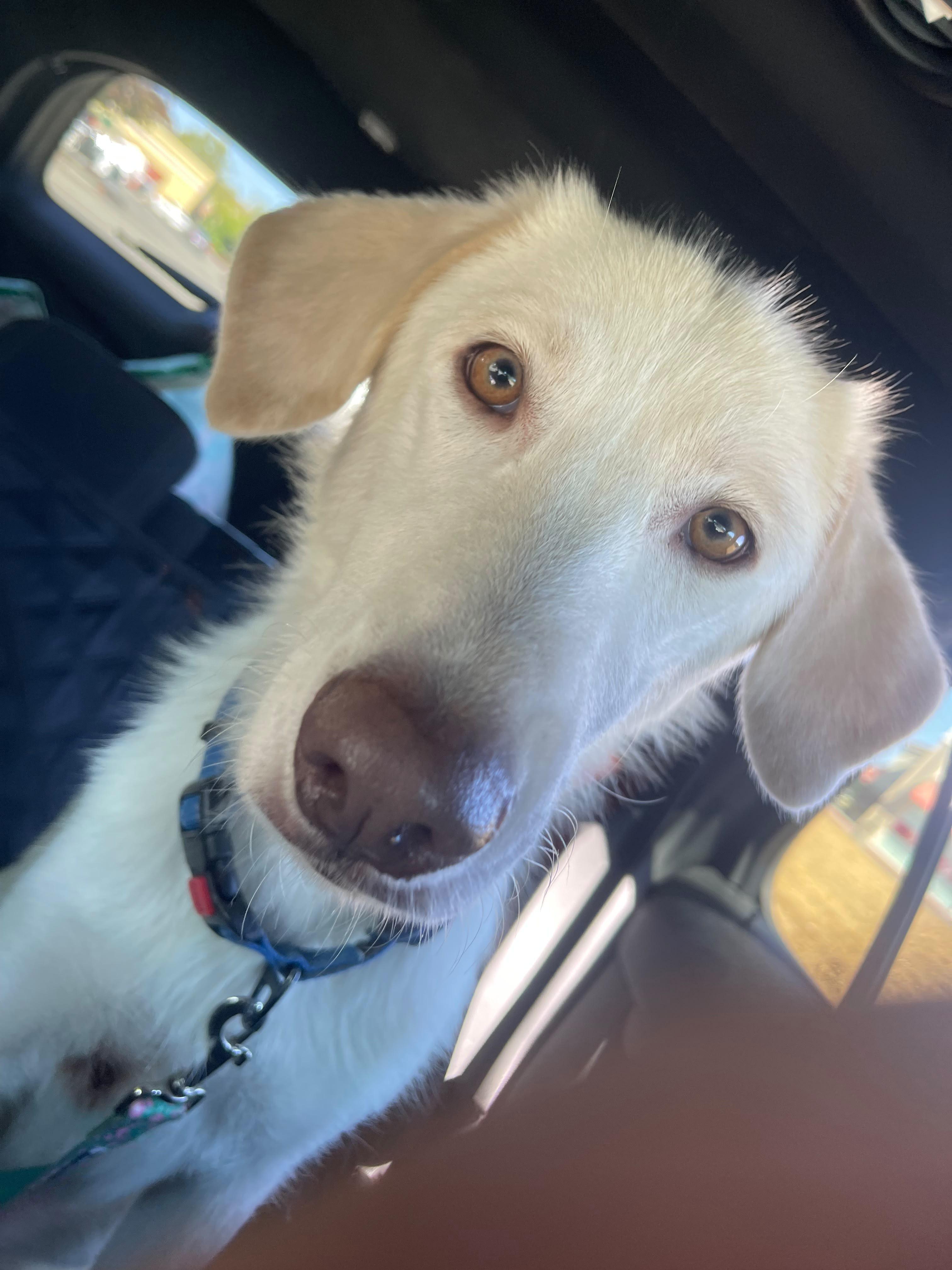 Enlarge HALLOW, a Adoptable mixed breed in Discovery Bay, CA image 1/2