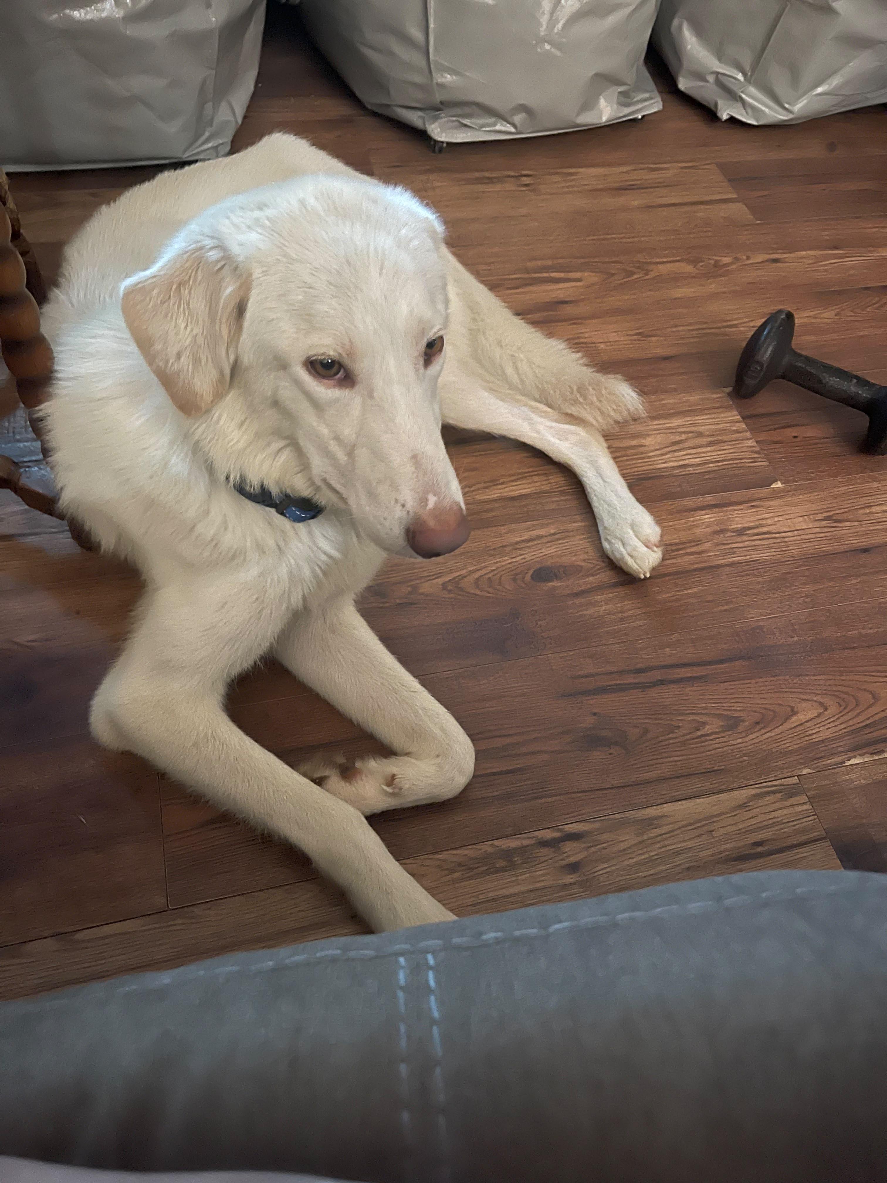 HALLOW, Adoptable, Adult Female Anatolian Shepherd & Golden Retriever.