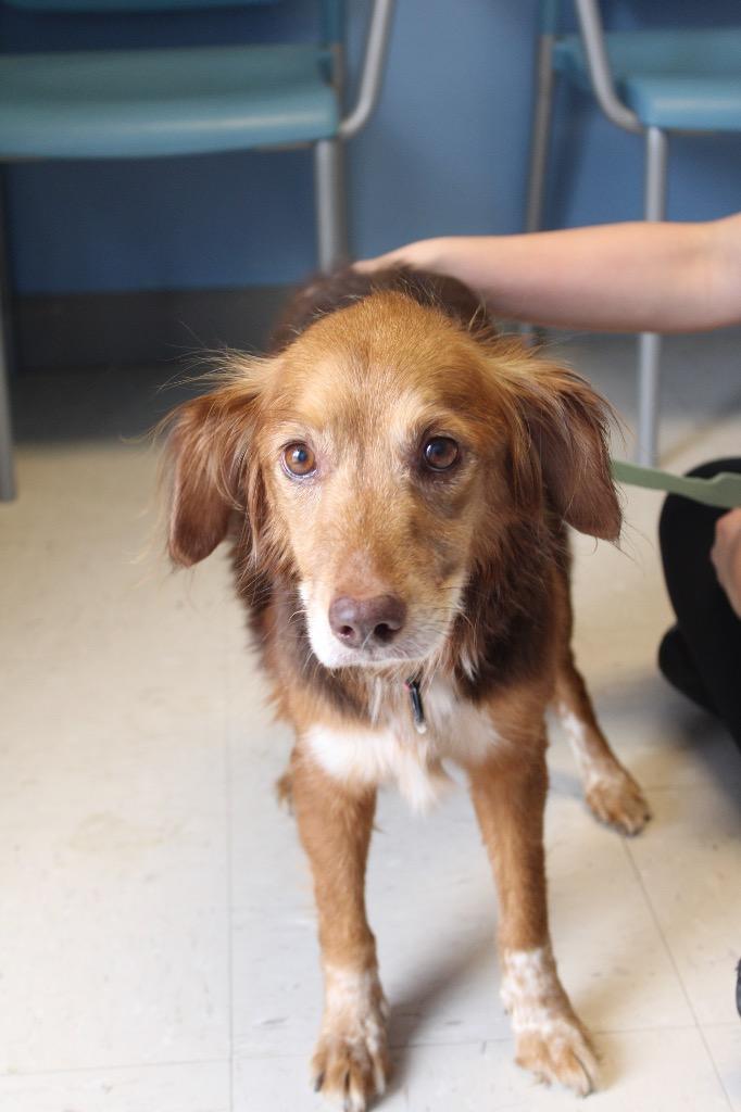 Nessie, Adoptable, Adult Female Border Collie.