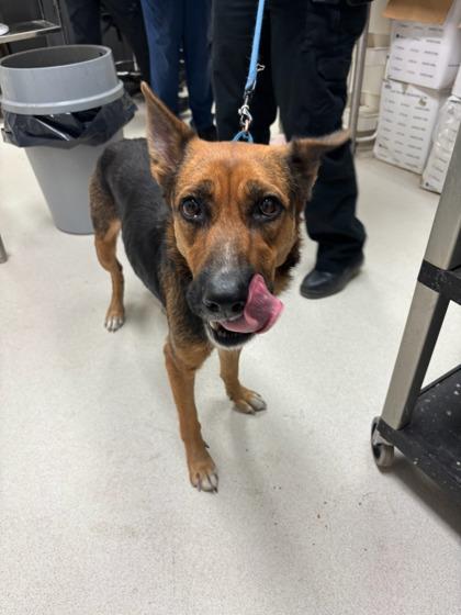 Woozle, Adoptable, Adult Female German Shepherd Dog & Mixed Breed.