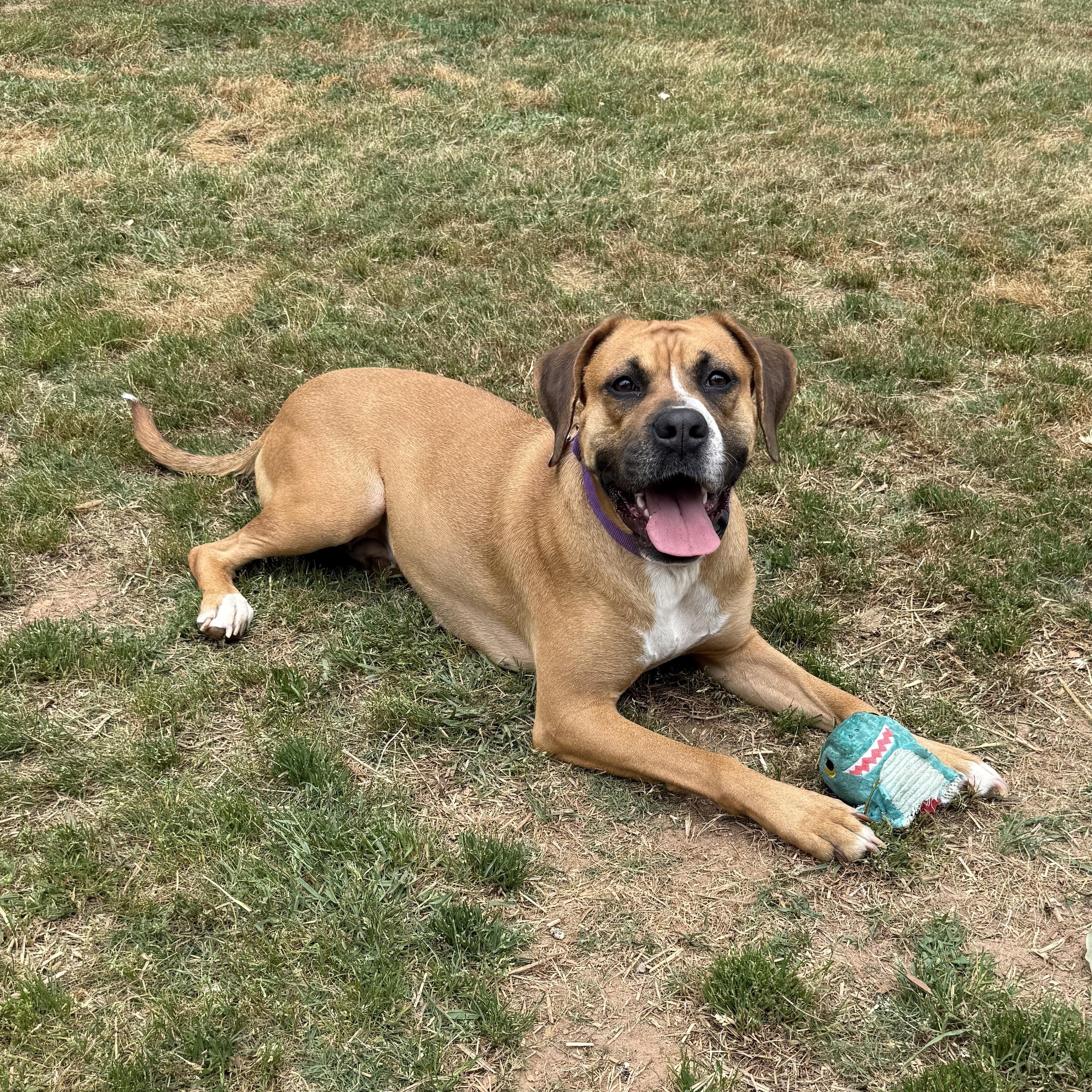Enlarge Daisy, a ADOPTABLE mixed breed in Jackson, GA image 4/5