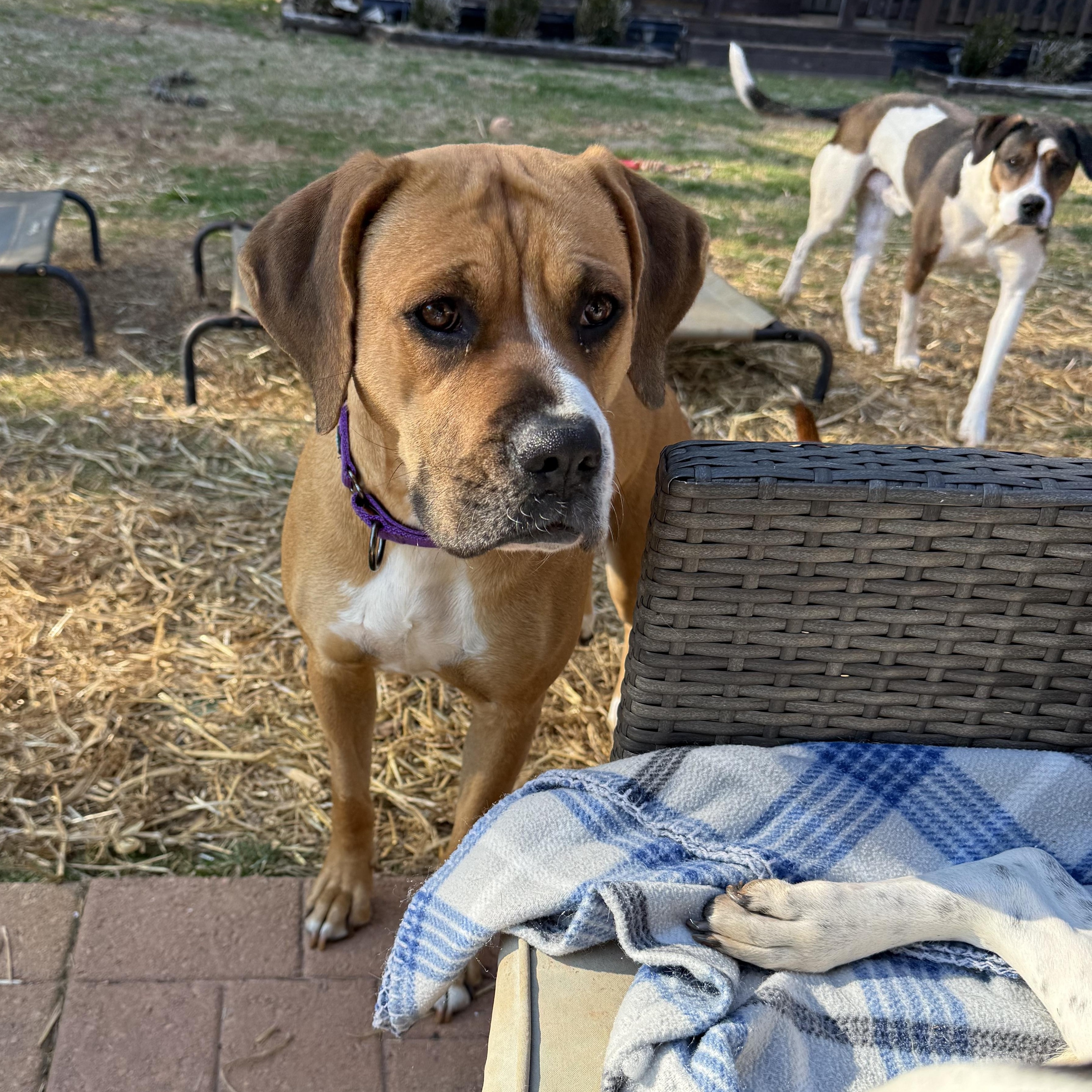 Enlarge Daisy, a ADOPTABLE mixed breed in Jackson, GA image 2/5