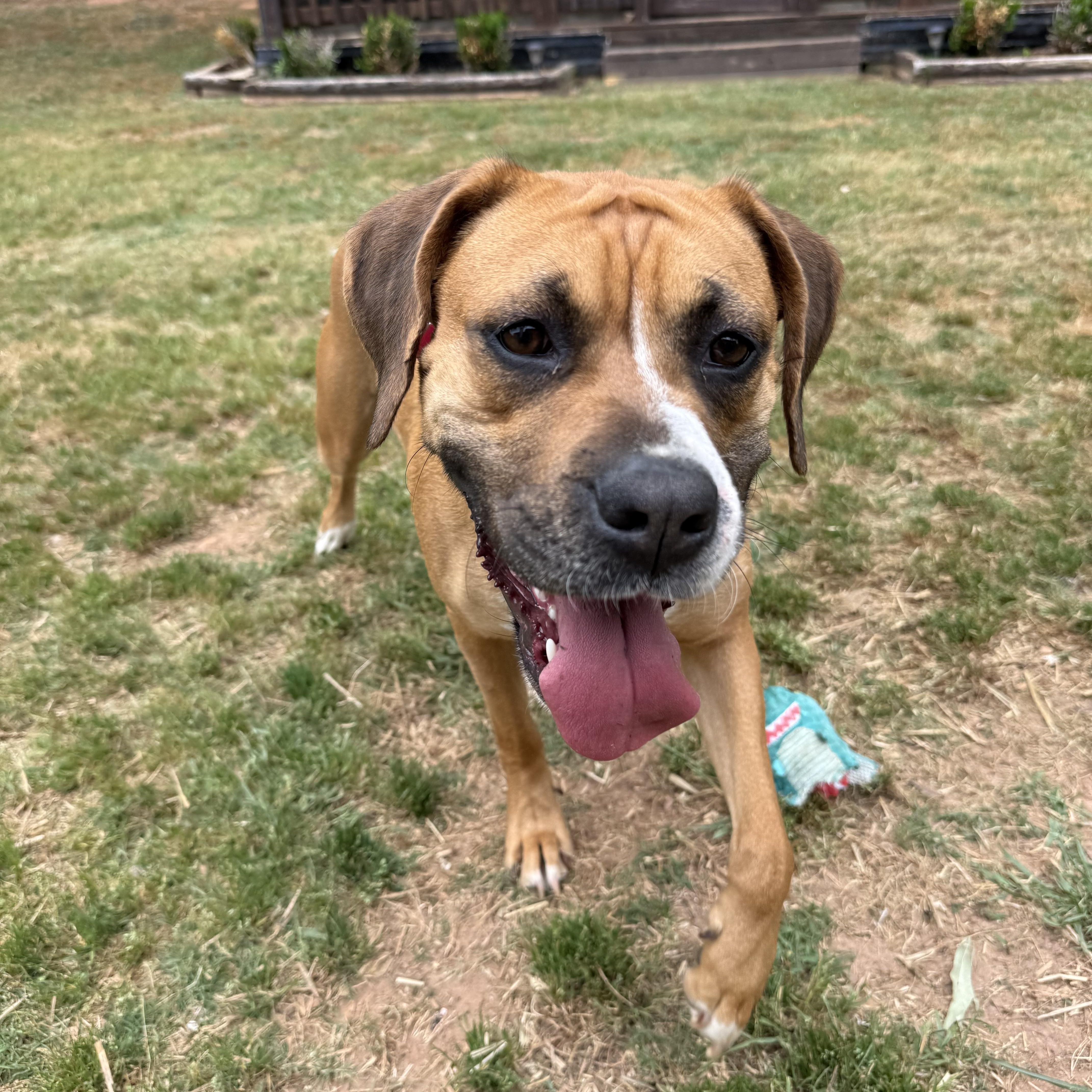 Enlarge Daisy, a ADOPTABLE mixed breed in Jackson, GA image 5/5