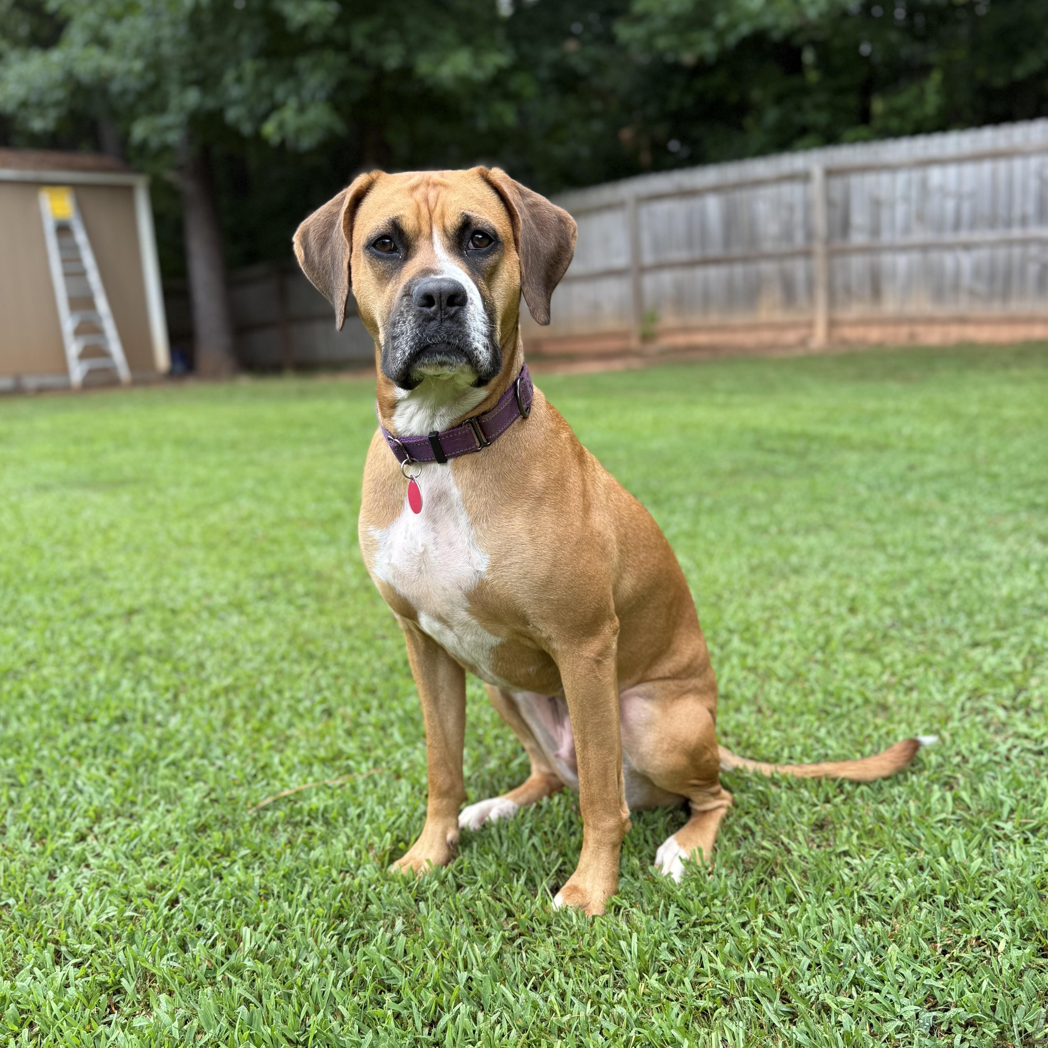 Enlarge Daisy, a ADOPTABLE mixed breed in Jackson, GA image 6/6