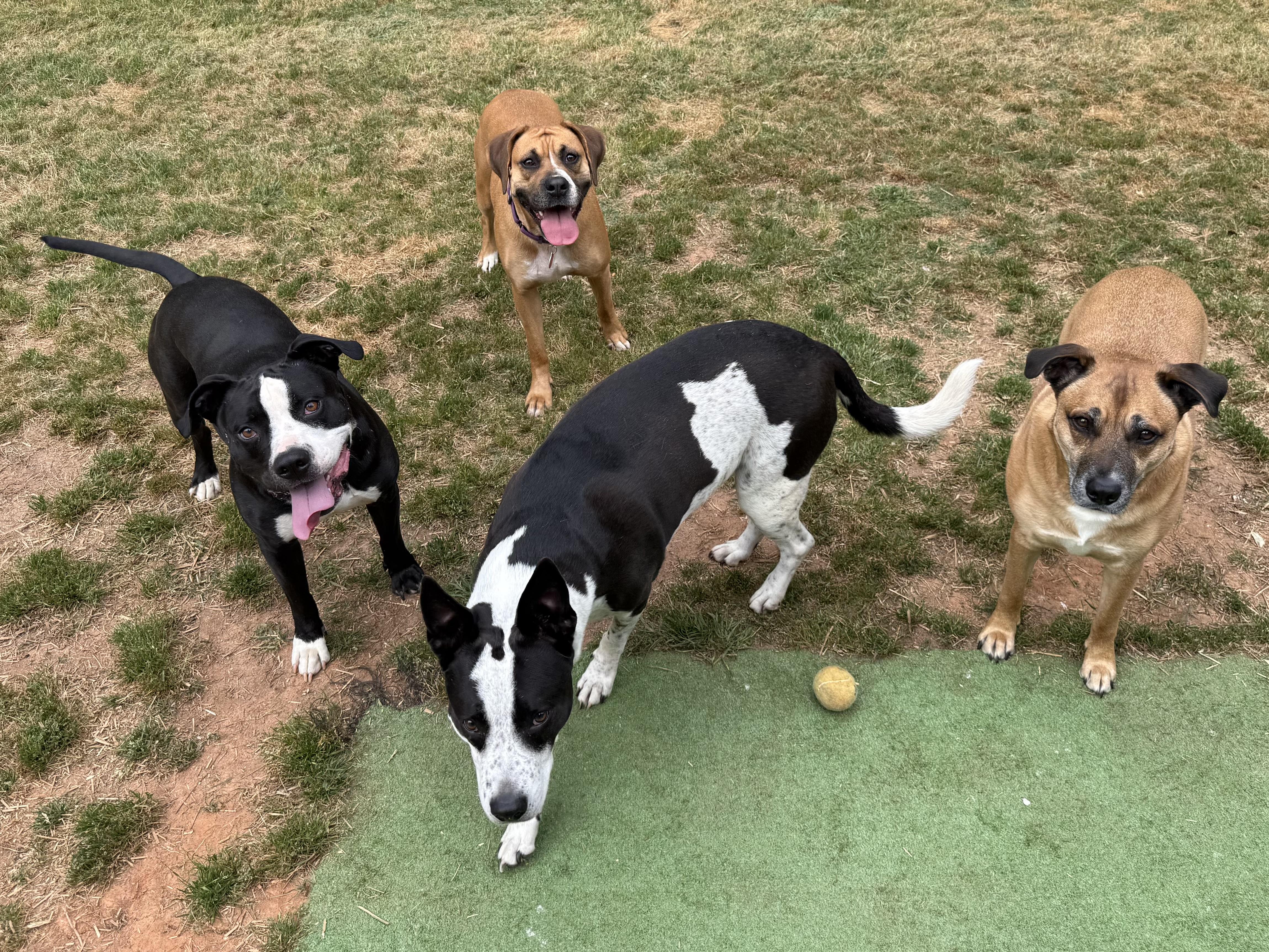 Enlarge Daisy, a ADOPTABLE mixed breed in Jackson, GA image 3/5