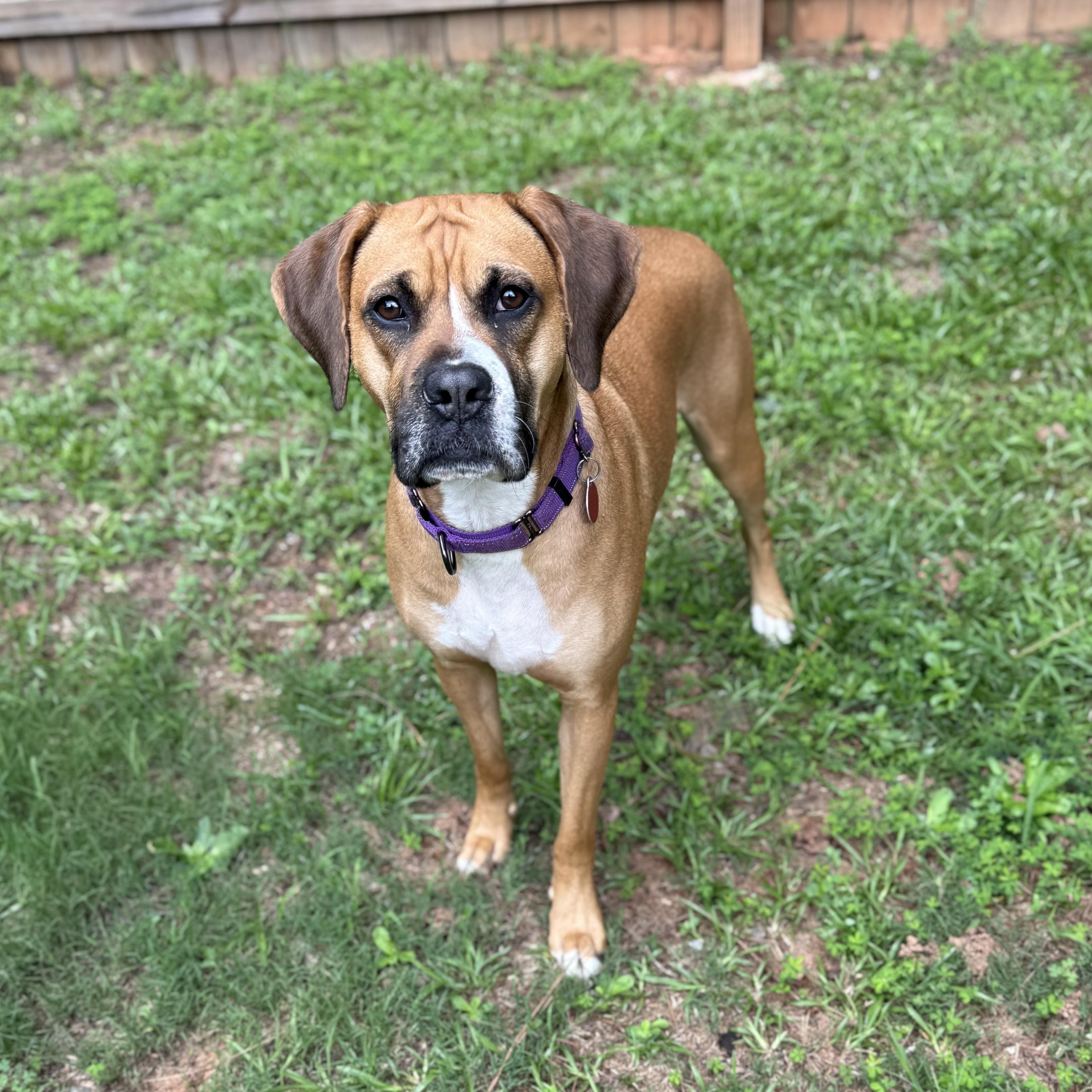 Daisy, ADOPTABLE, Young Female Boxer.