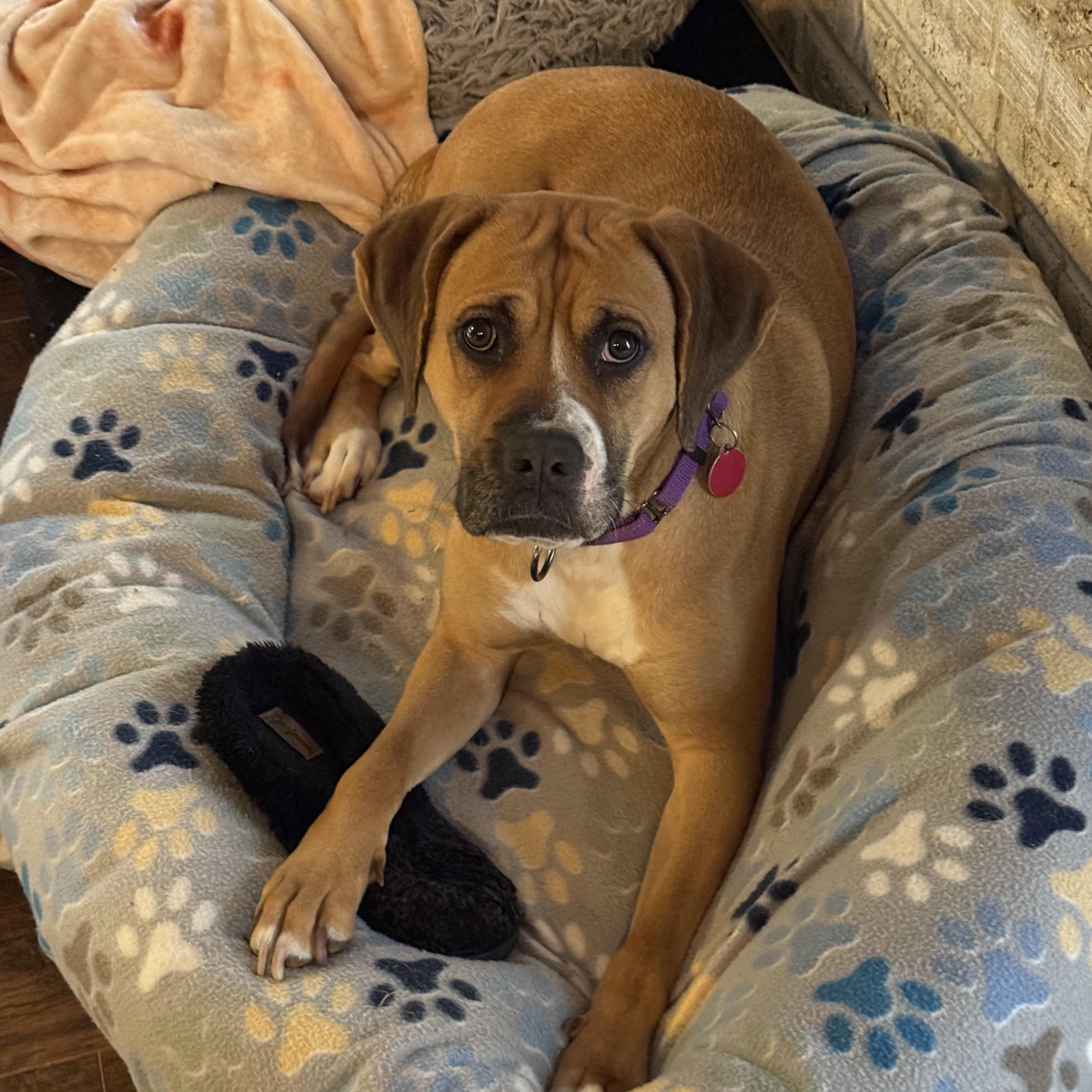 Daisy, ADOPTABLE, Young Female Boxer.