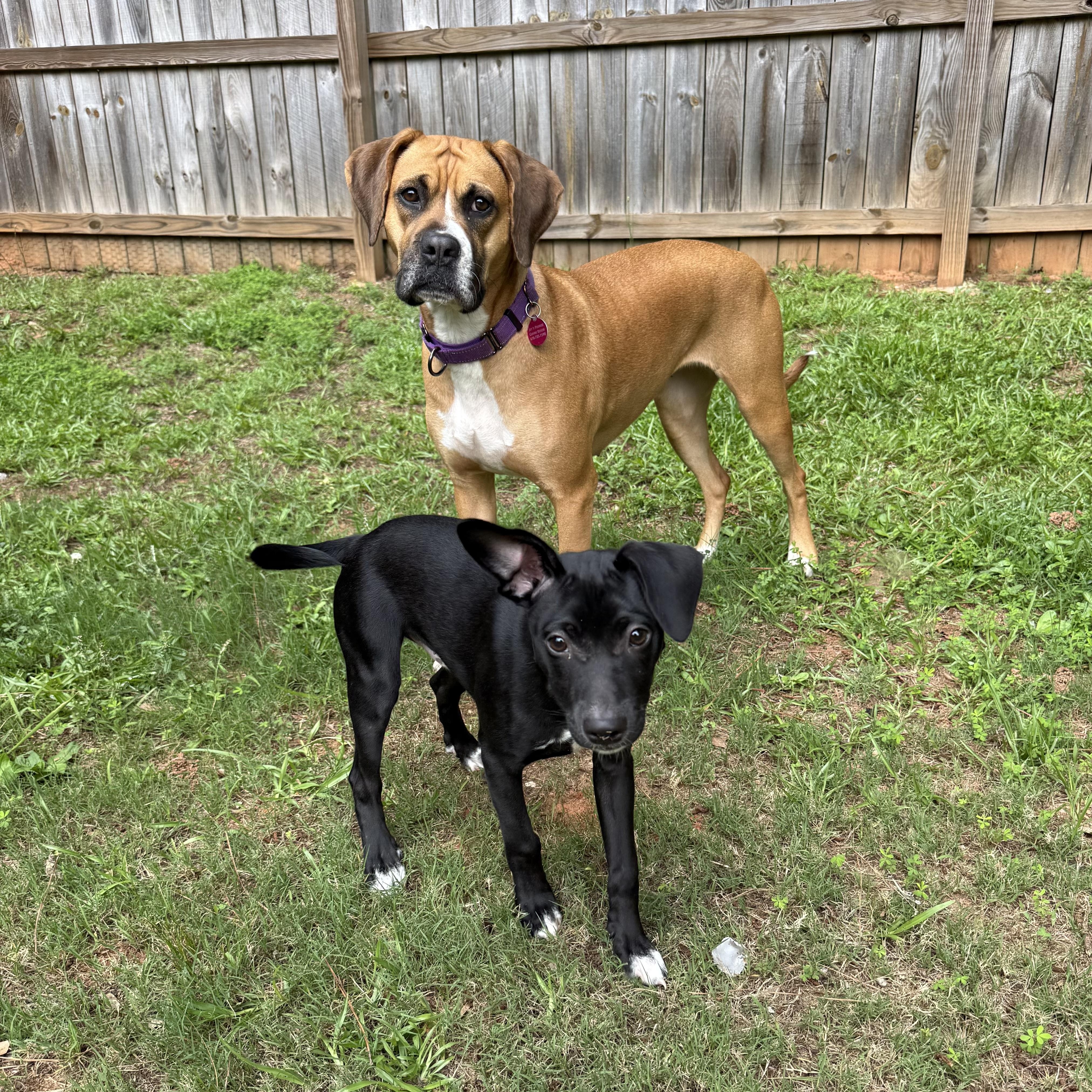 Daisy, a ADOPTABLE mixed breed in Jackson, GA image 3/5