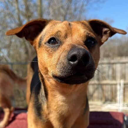 Enlarge Taco, a Adoptable Chihuahua in Dayton, OH image 1/4