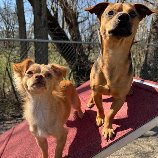 Enlarge Taco, a Adoptable Chihuahua in Dayton, OH image 2/4